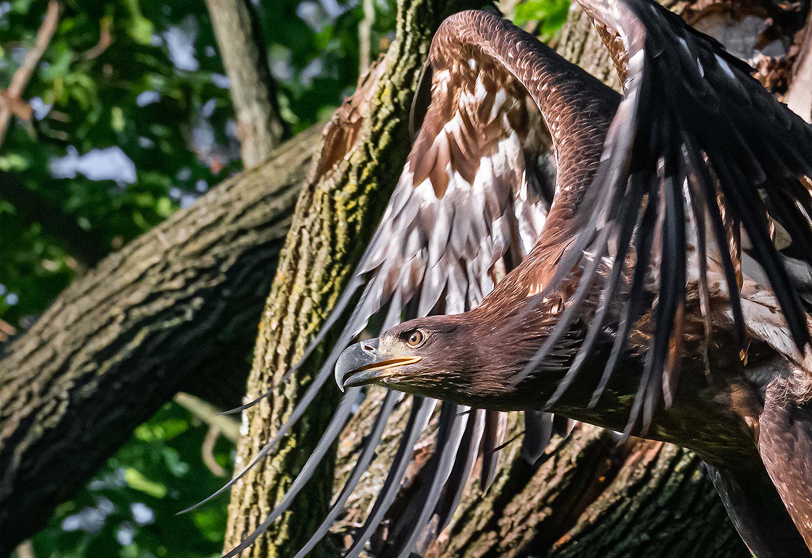 Juvenile Eagle in flight