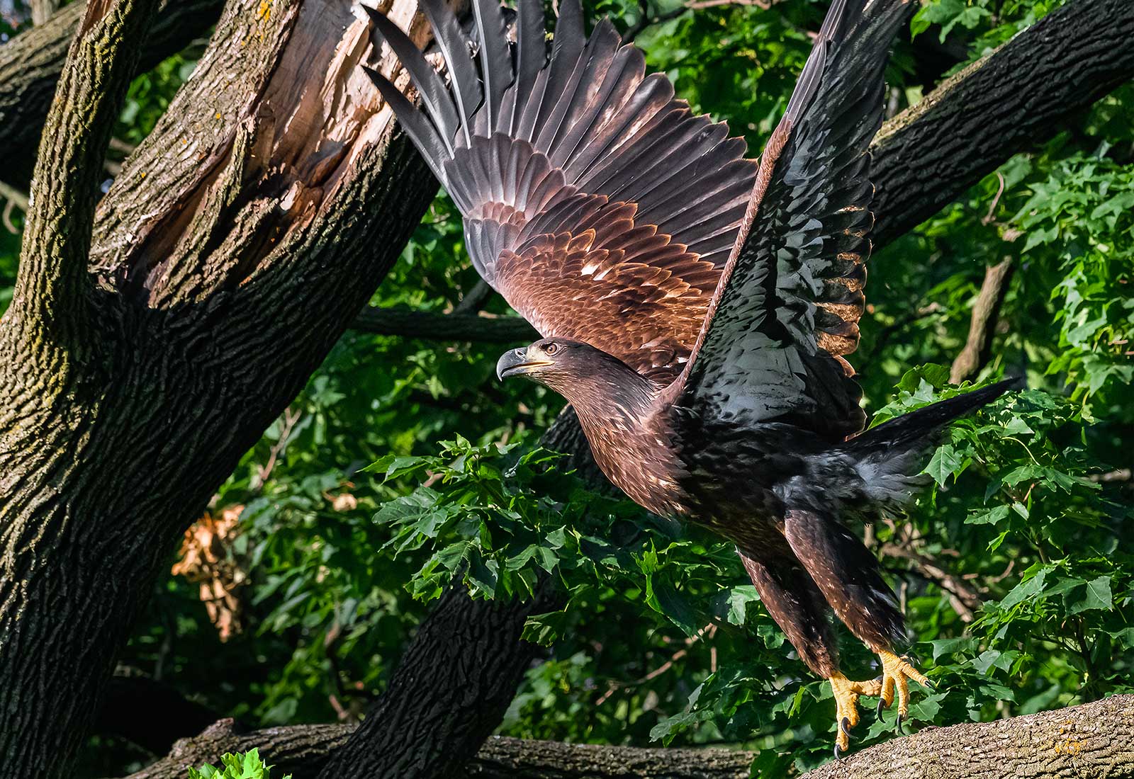 Juvenile Eagle takes off from a branch