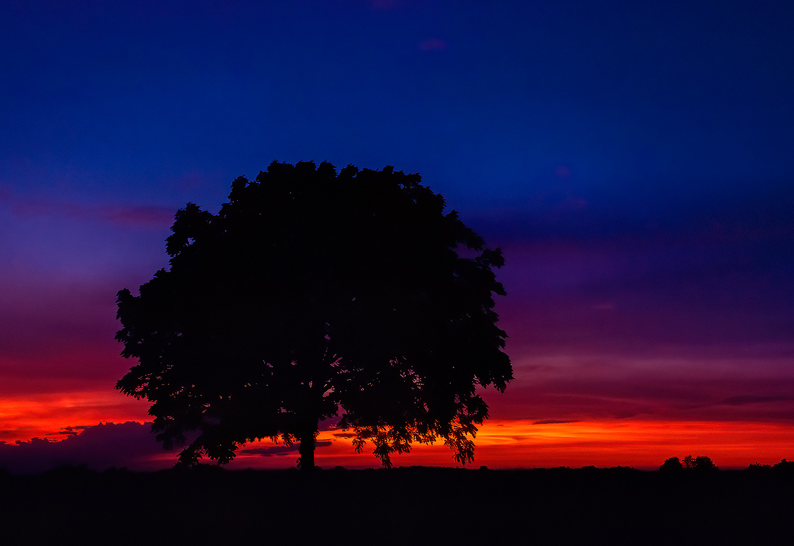 Sunset afterglow and tree, Lawrence County, MO