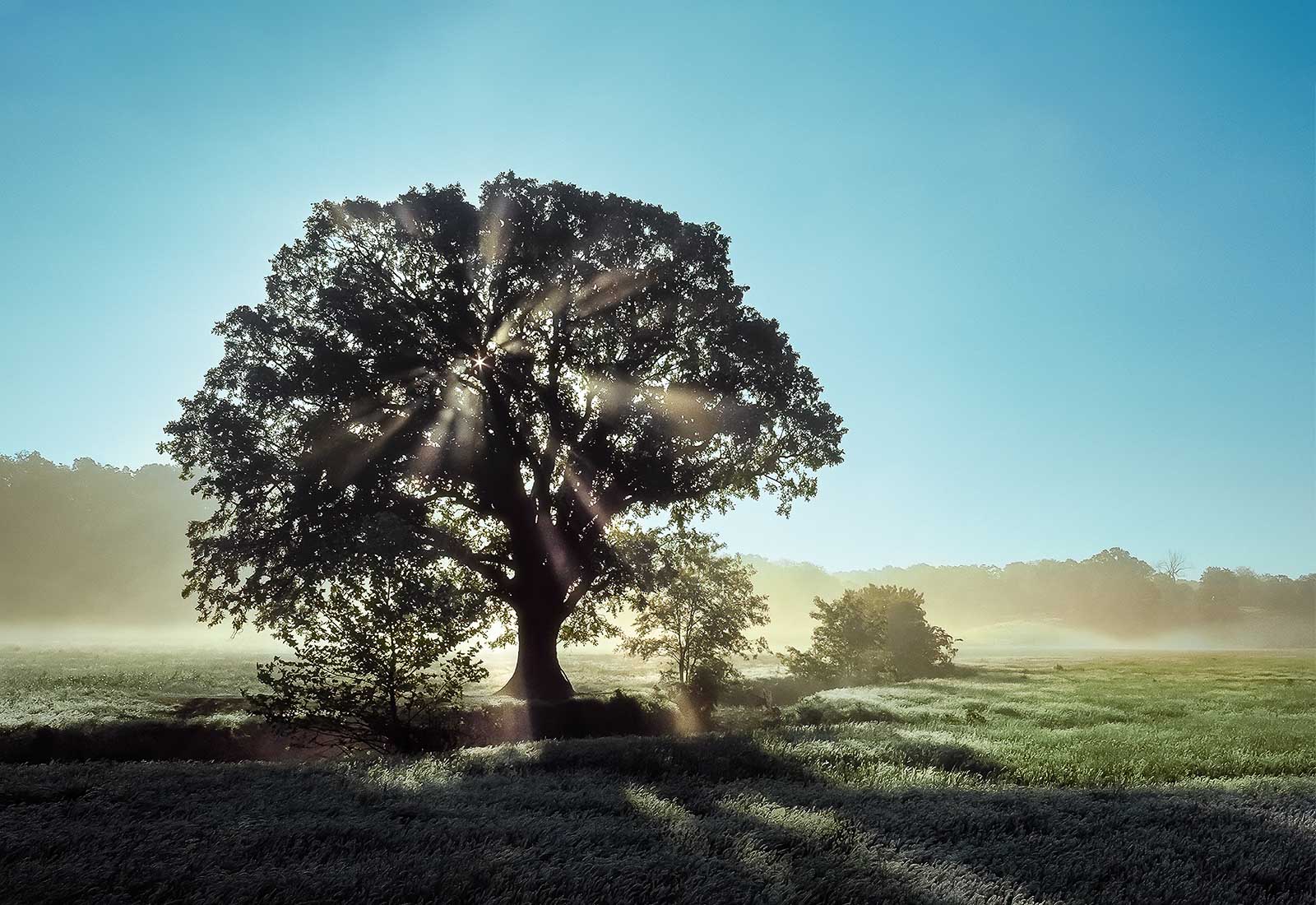 Foggy morning sun rays, Lawrence County, MO