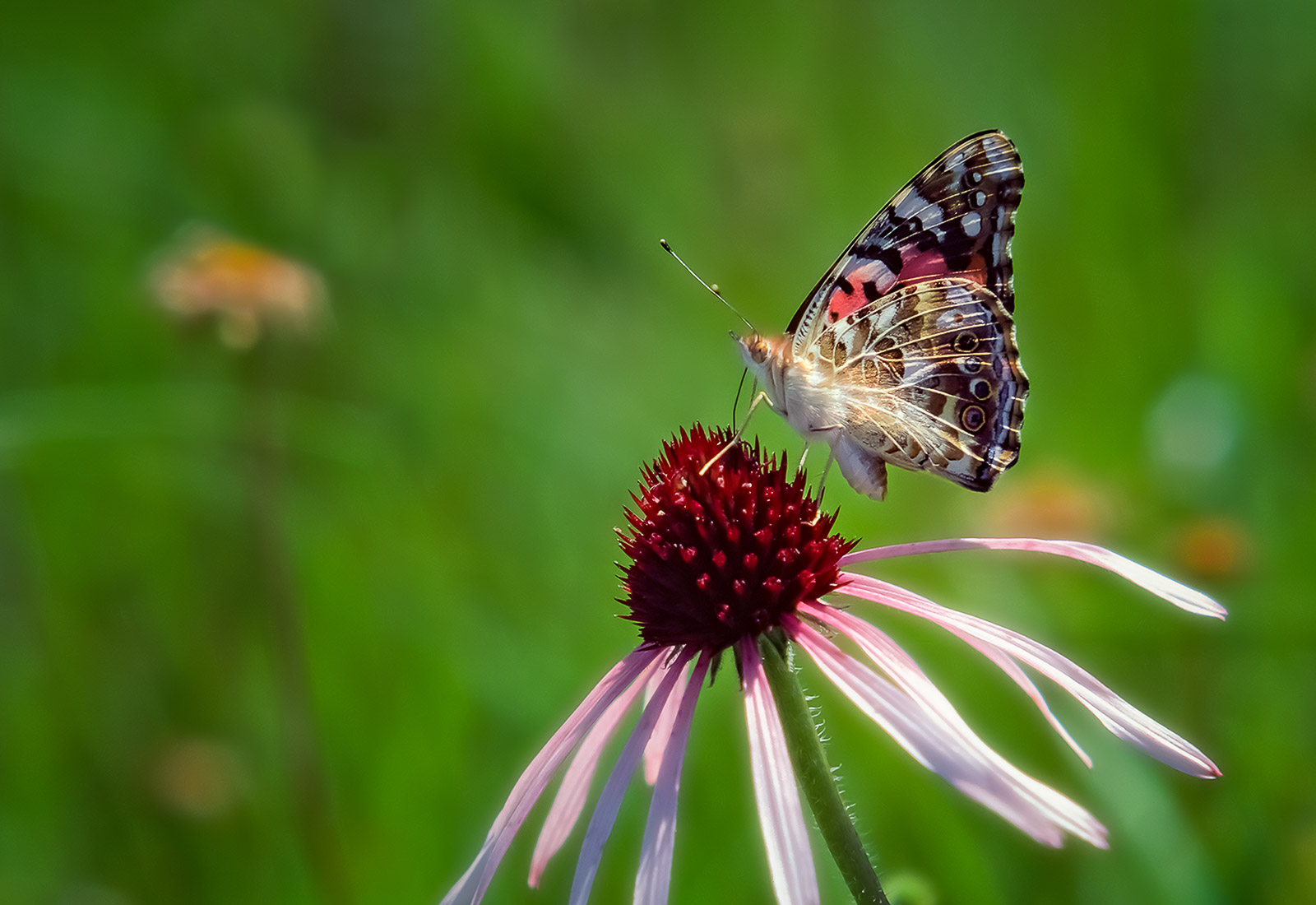 Painted Lady on a Coneflower, Lawrence County MO