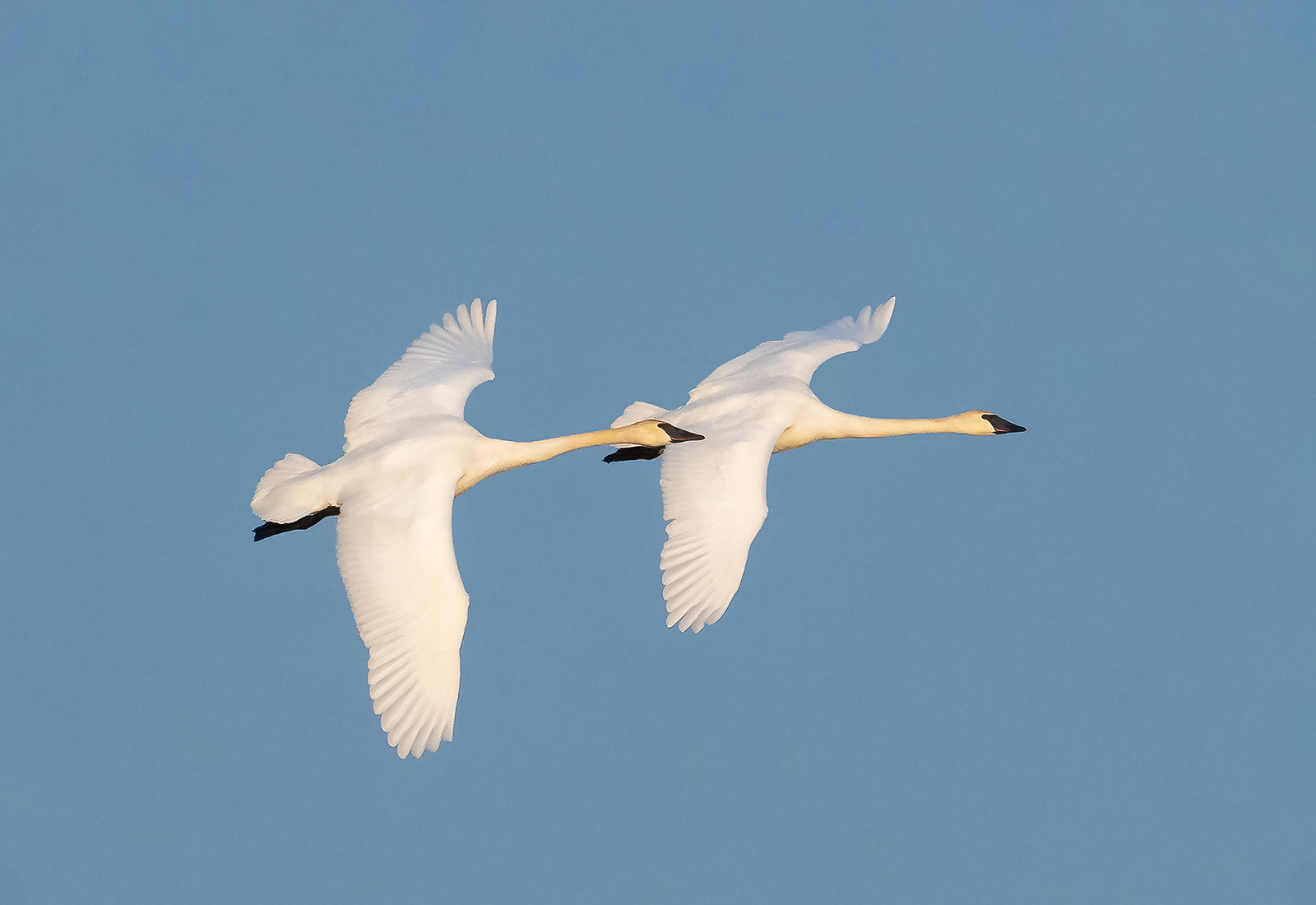 Trumpeter Swans in flight, McHenry County, IL