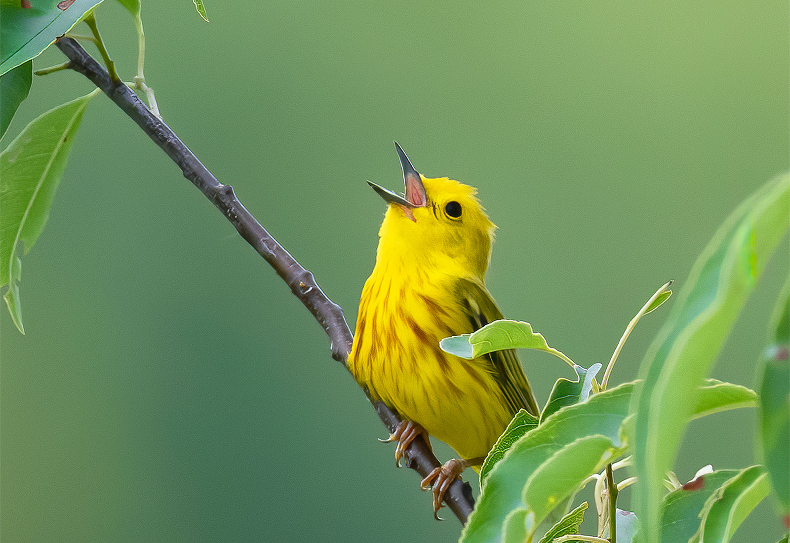 Yellow Warbler singing, McHenry County, IL