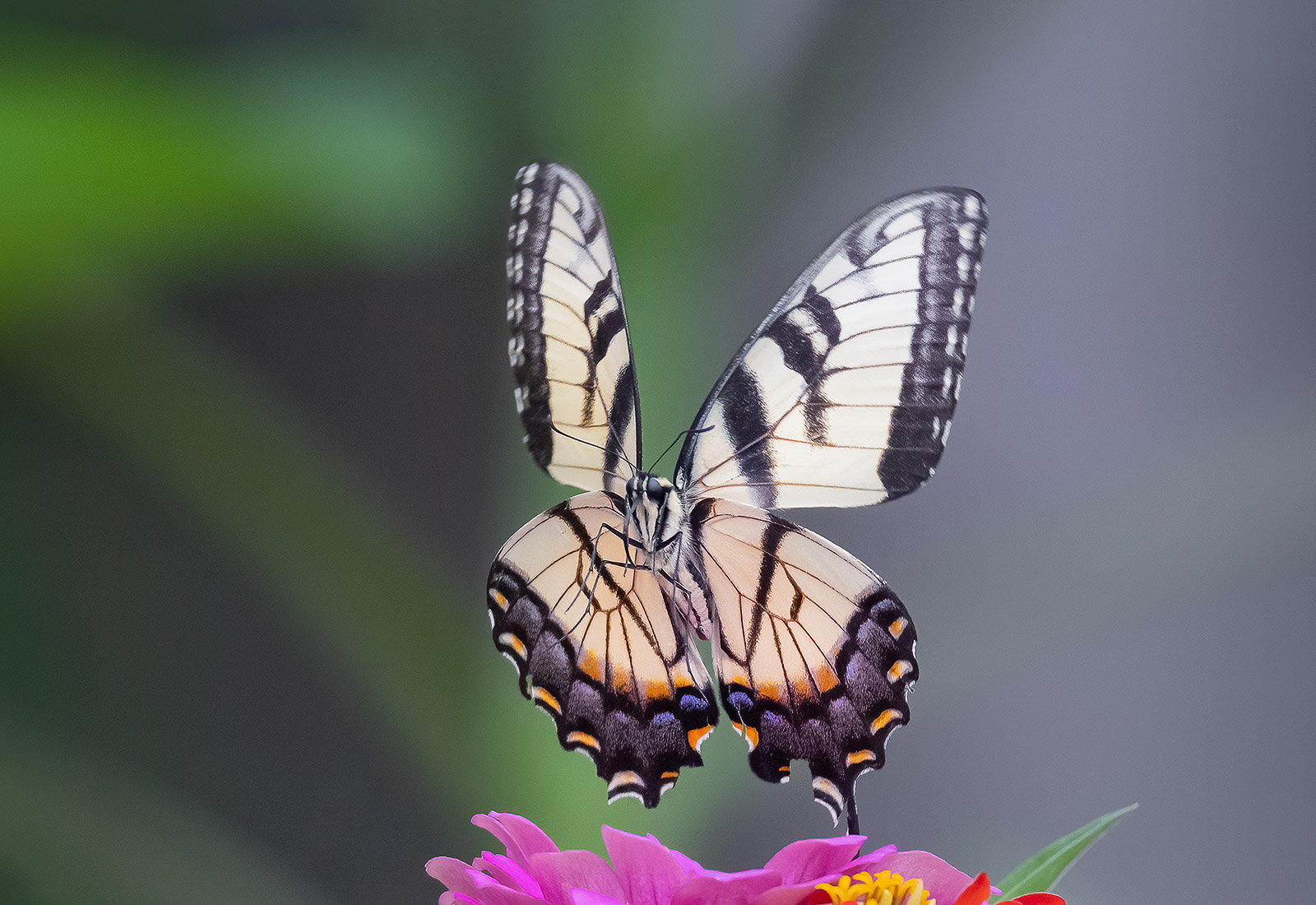 Eastern Tiger Swallowtail, Kane County, IL