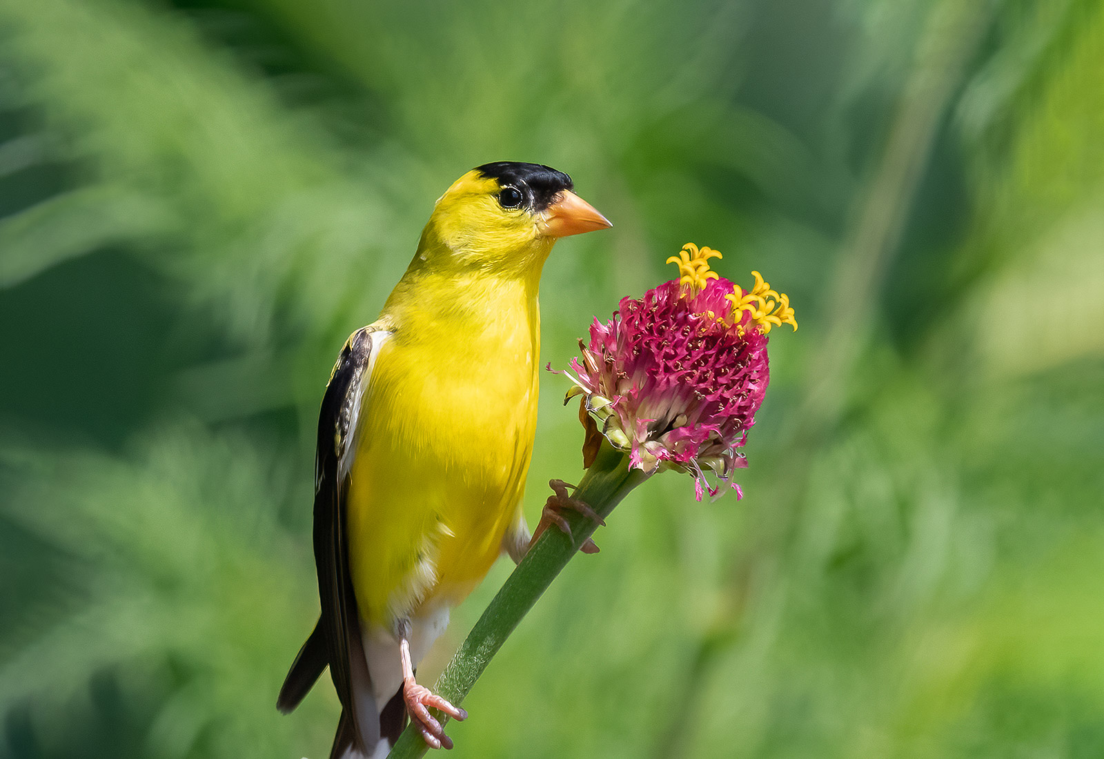 American Goldfinch, Kane County, IL