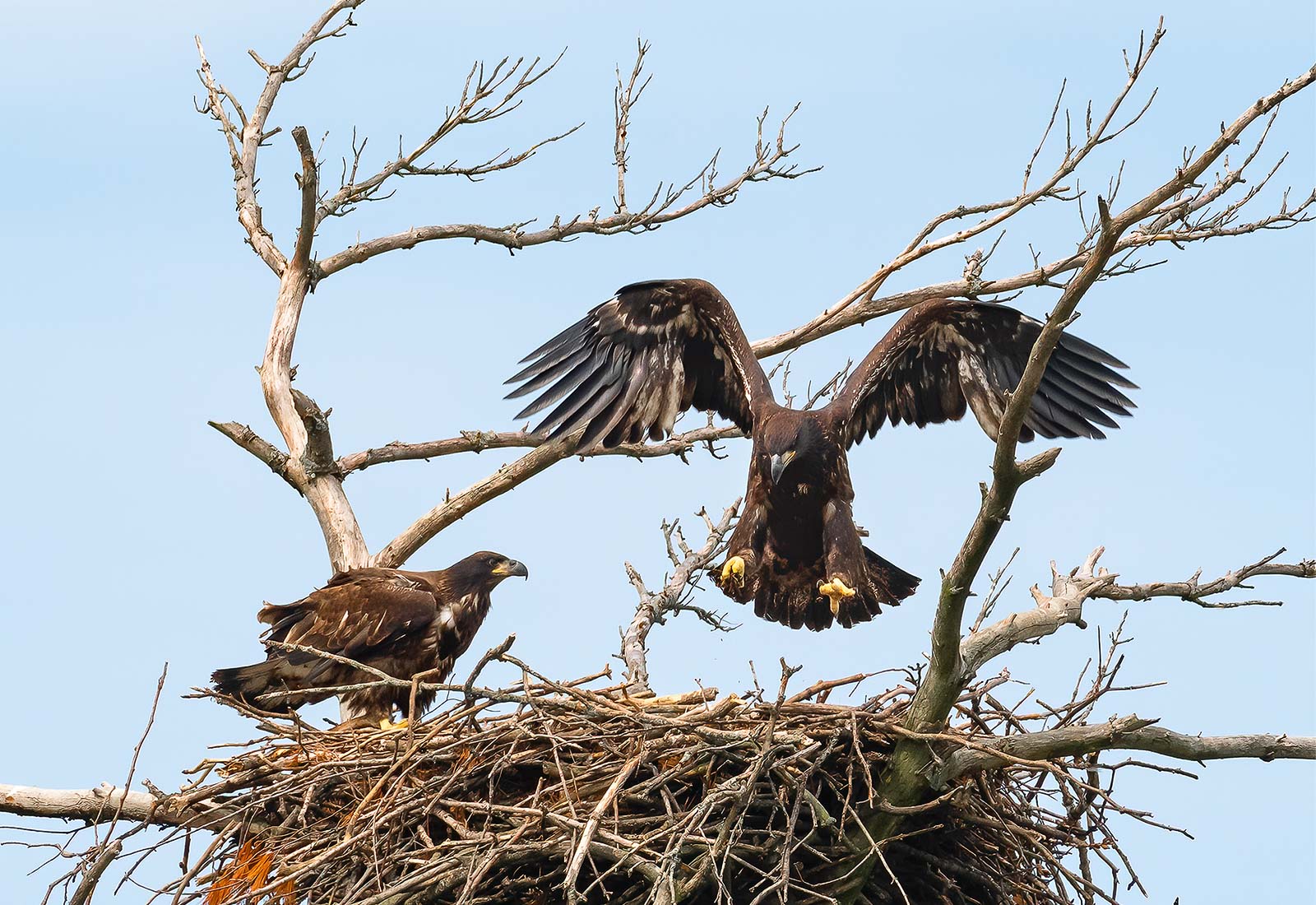 Eaglets watch each other while branching