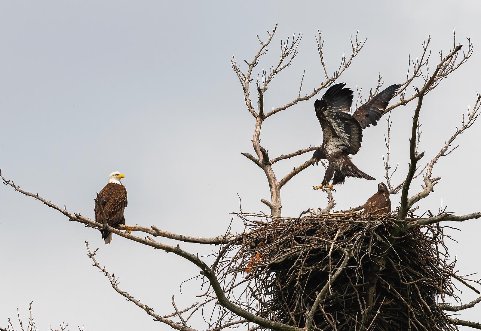 Eaglet preparing for flight