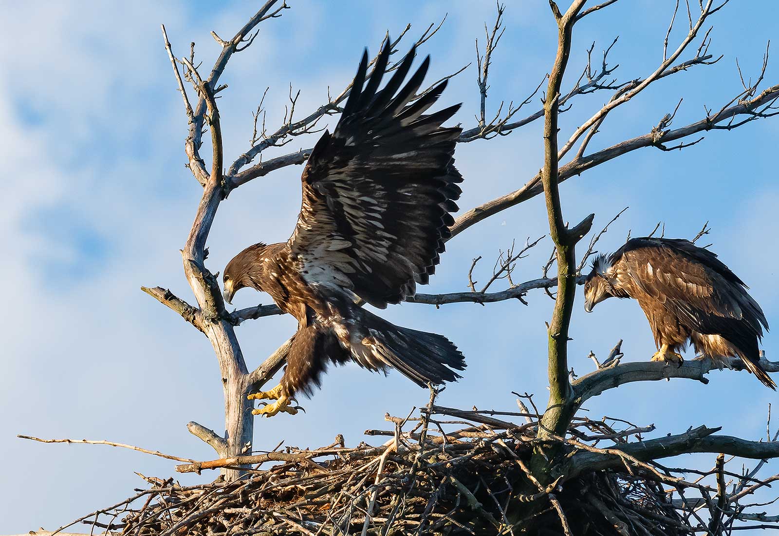 Eaglets preparing for flight