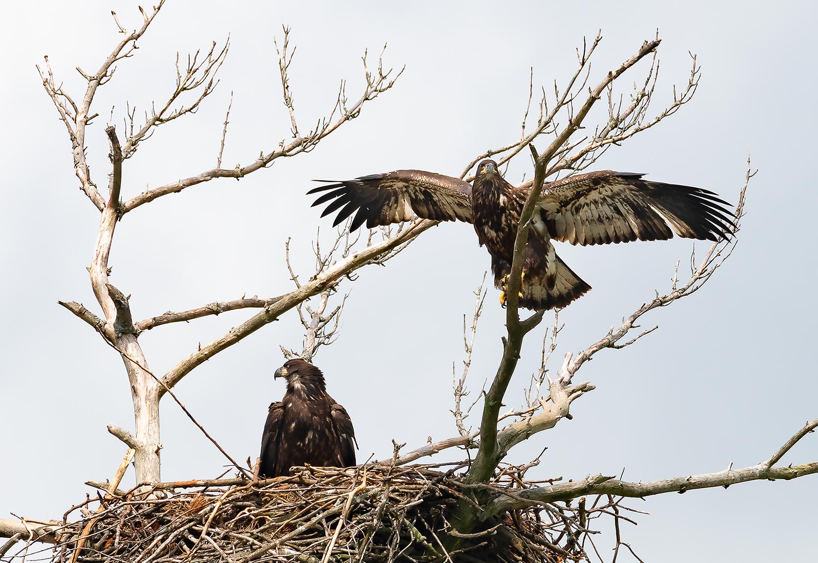 Eaglet spreads its while while branching