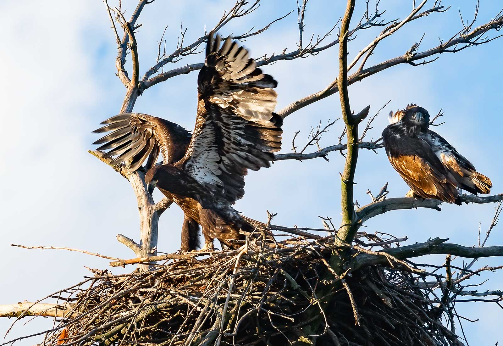 Eaglets branching and preparing to fly