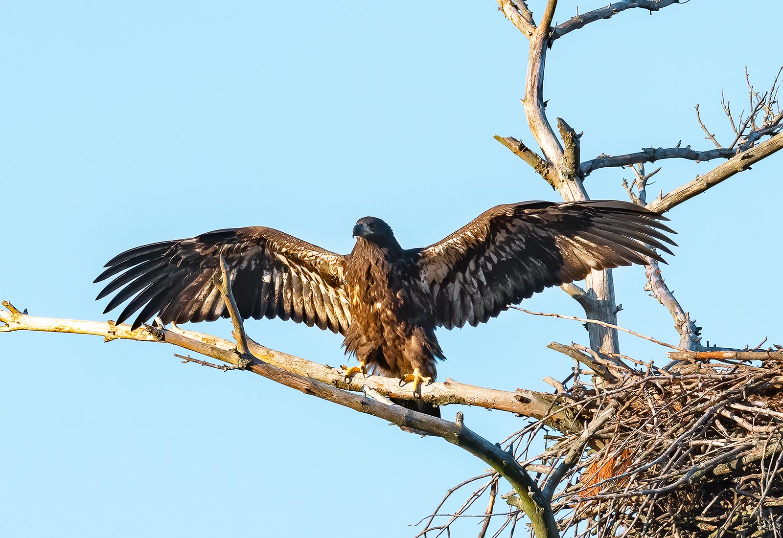 Eaglet spreads its wings while branching