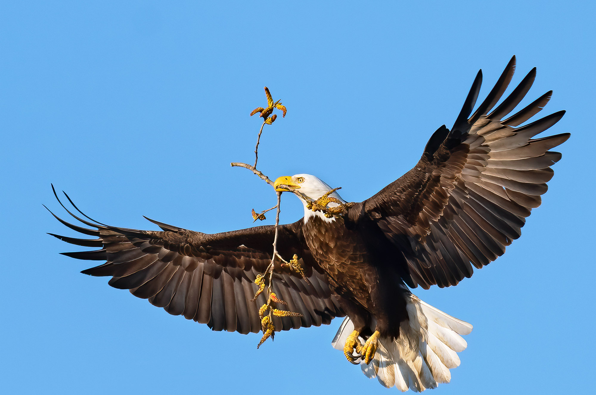 Bald Eagle with a branch for the nest