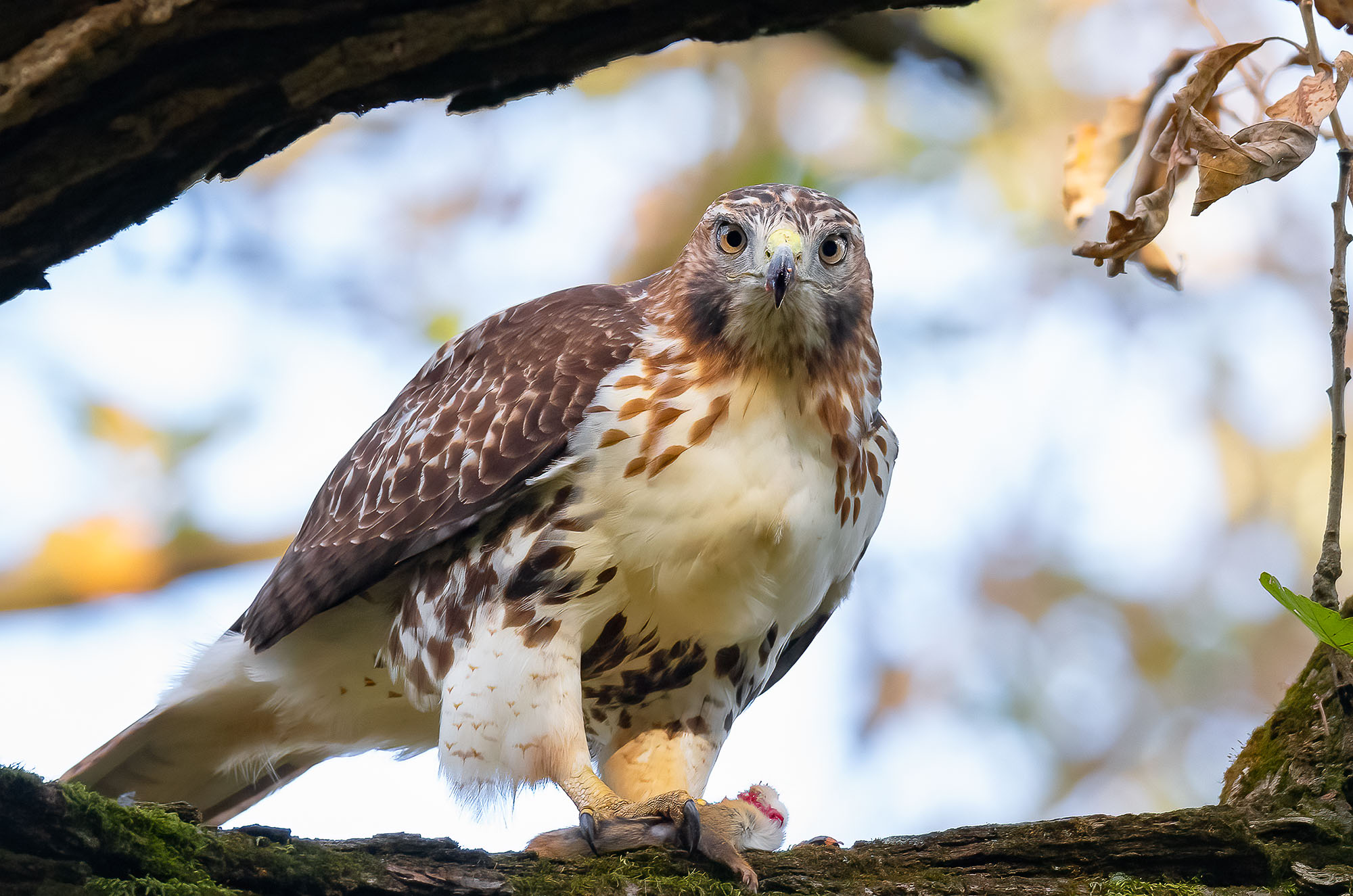 Red-tailed Hawk with its prey on a branch