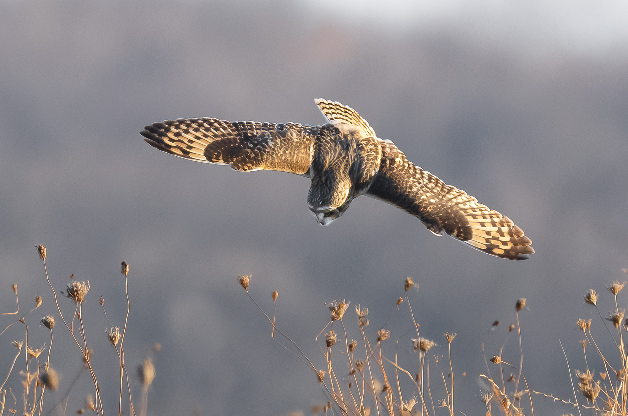Short-eared Owl dive bombs for a vole