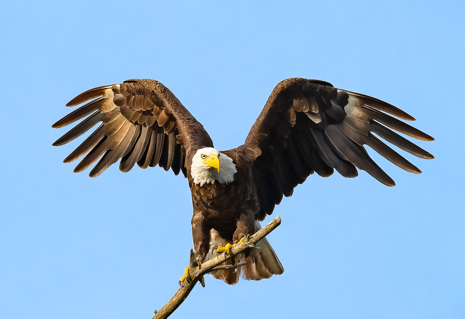 Eagle perching high on a branch