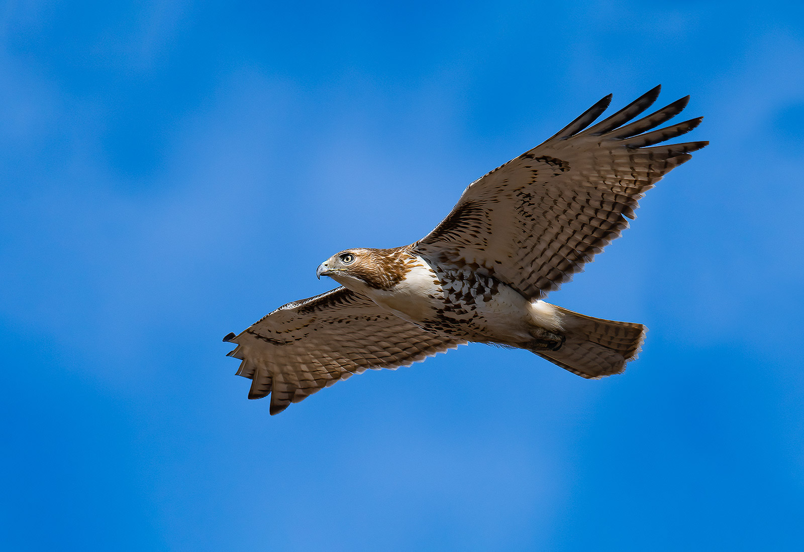 Red-tailed Hawk in flight