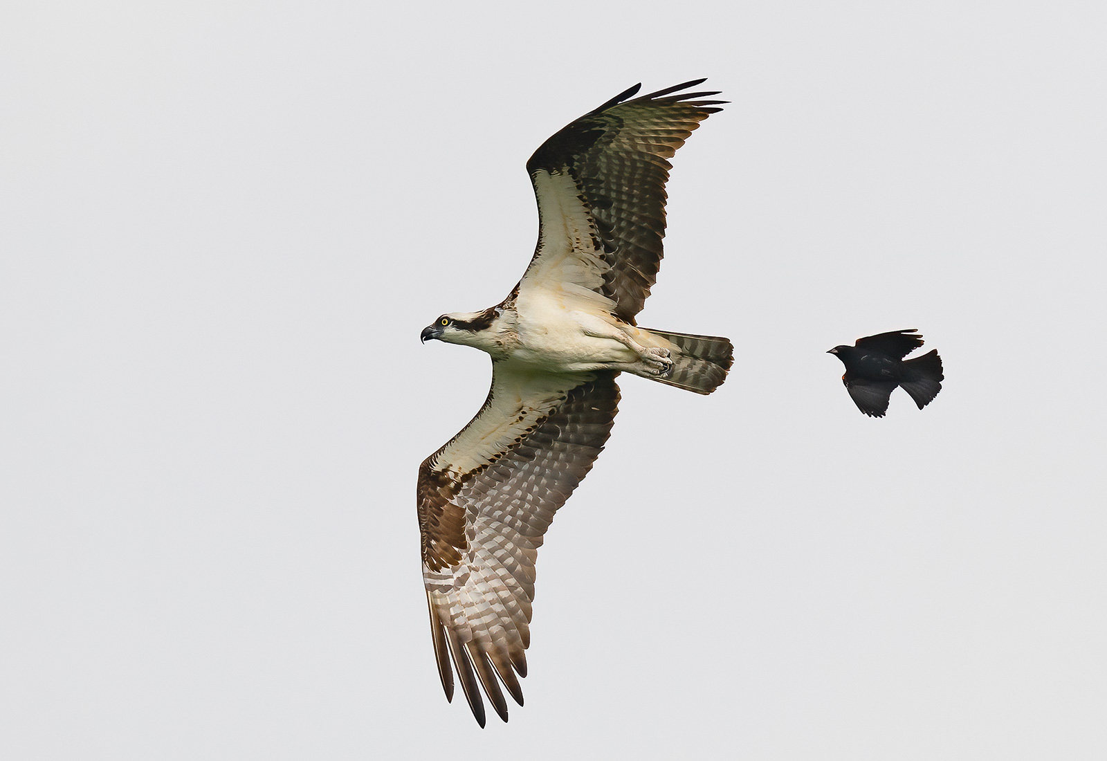 Red-winged Blackbird chasing an Osprey