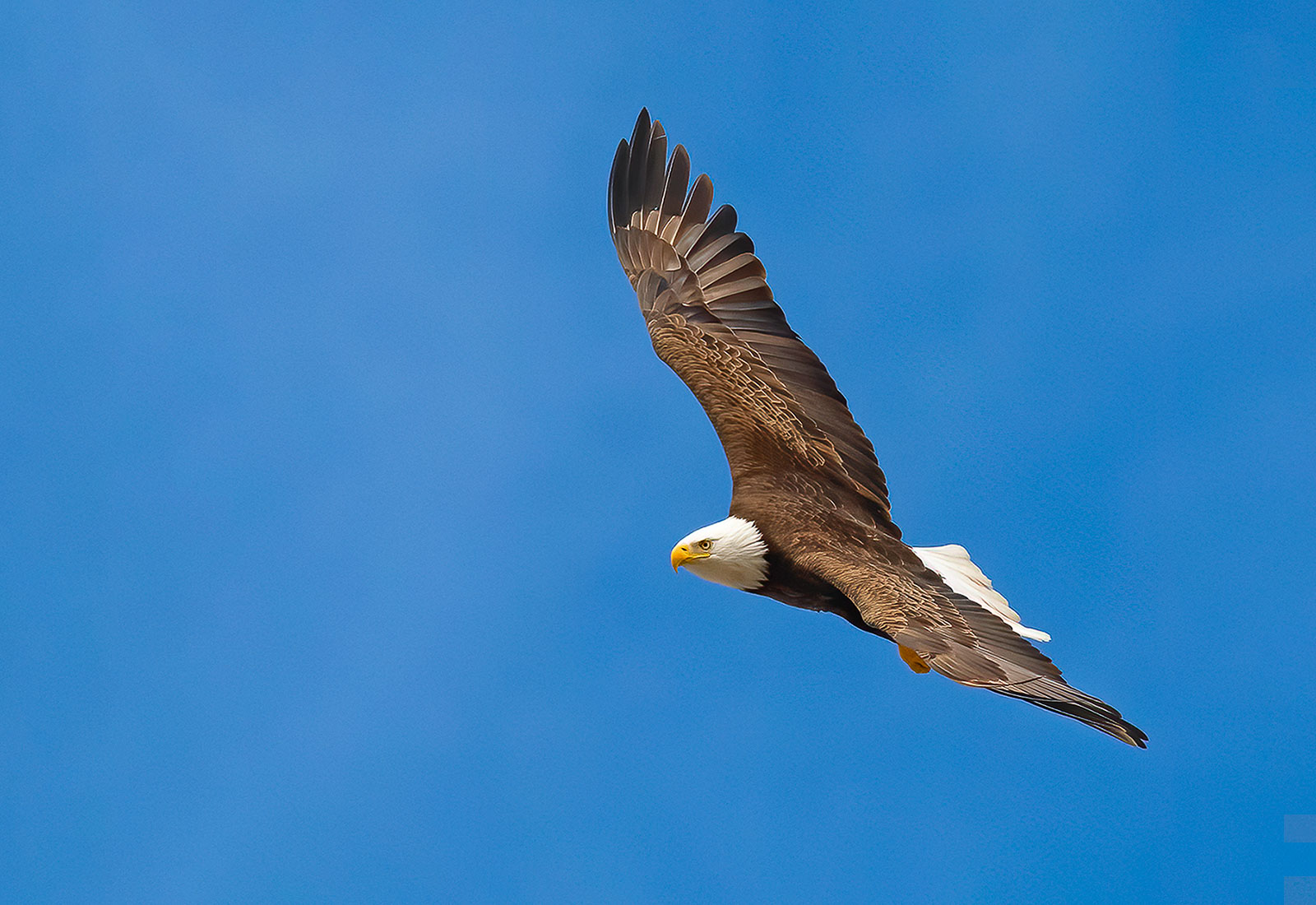 Bald Eagle in Flight