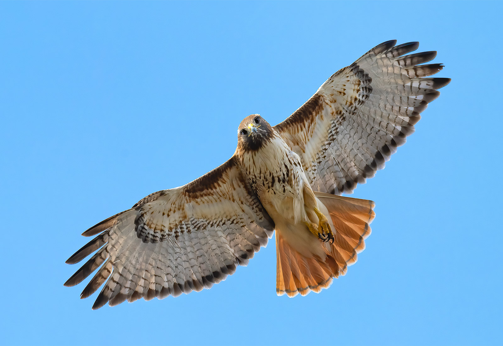 Red-tailed hawk looking down while in flight