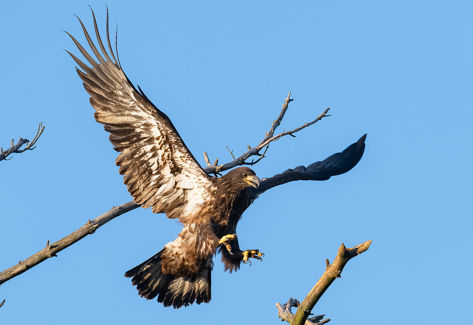 Juvenile Eagle jumping to a branch