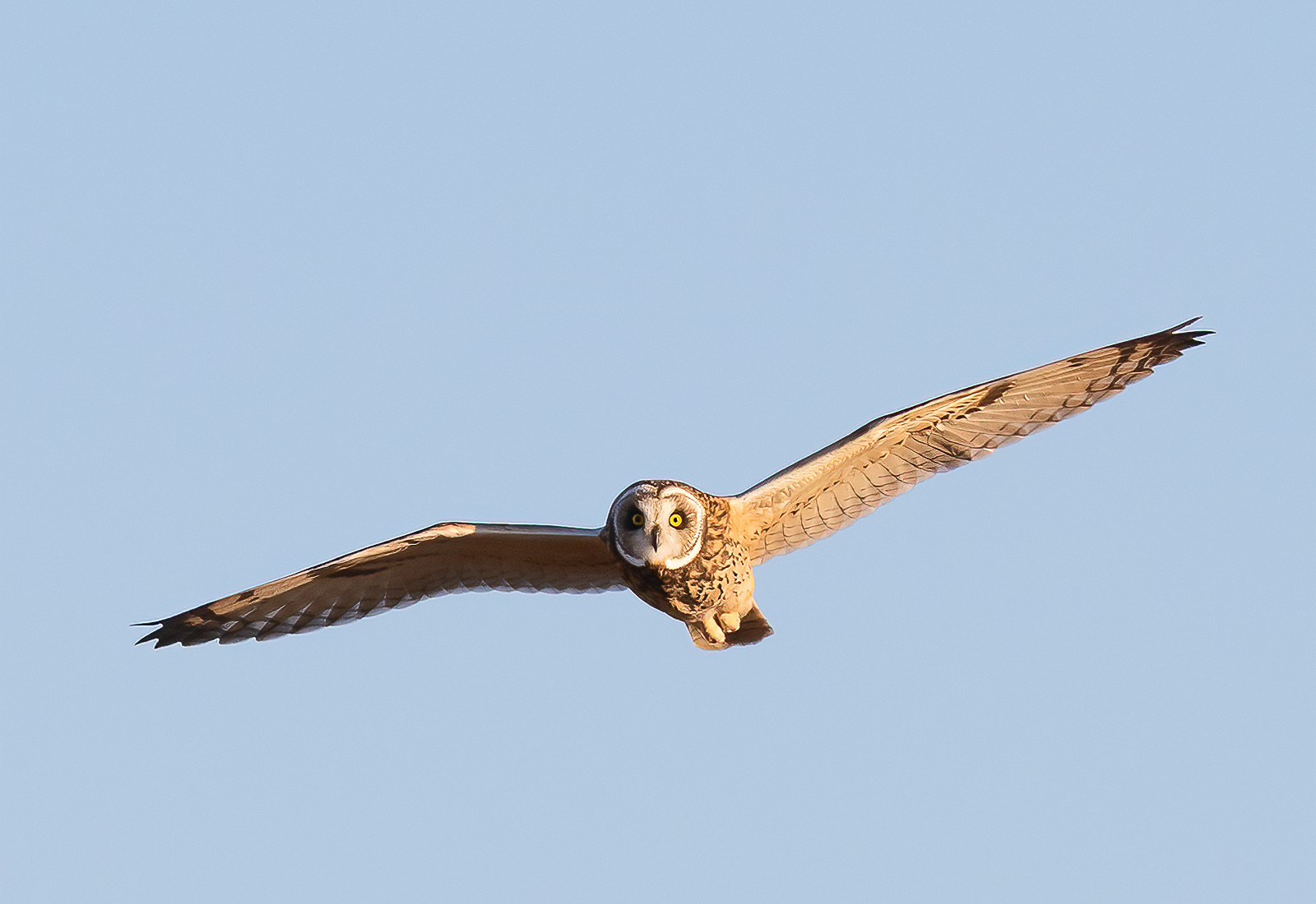 Short-eared Owl in flight