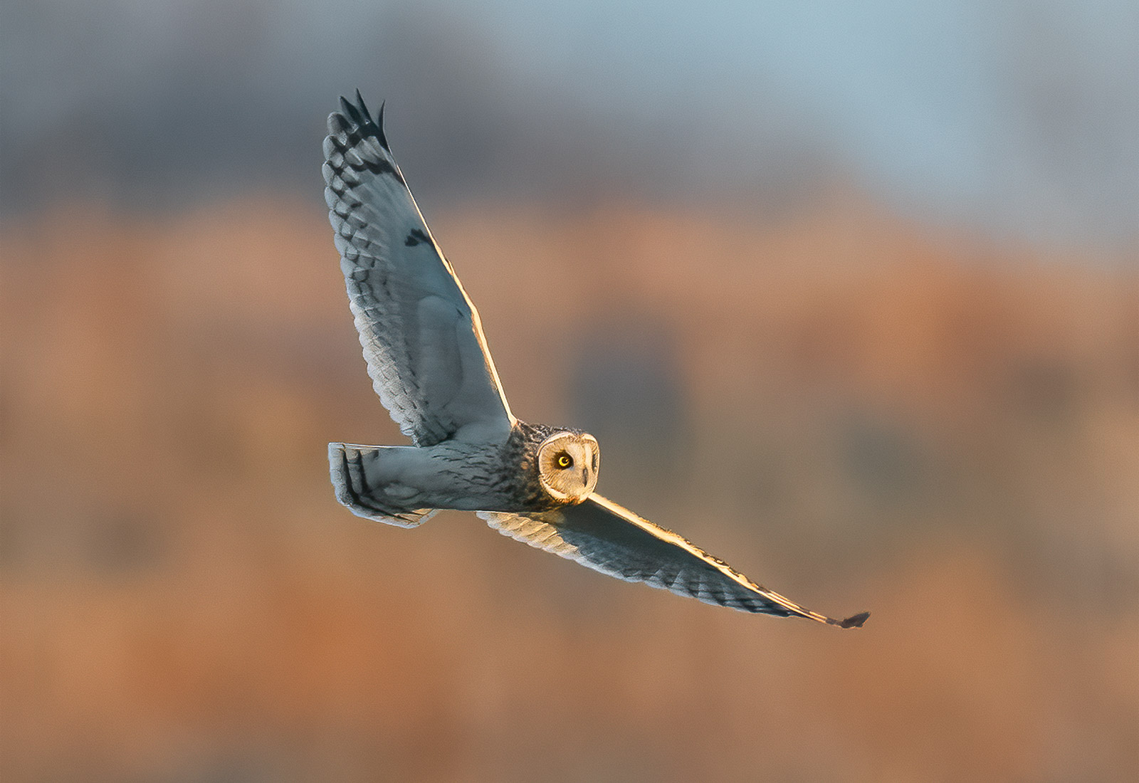 Short-eared Owl in flight