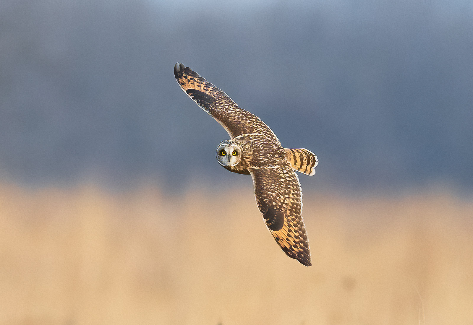 Short-eared Owl takes a look while in flight