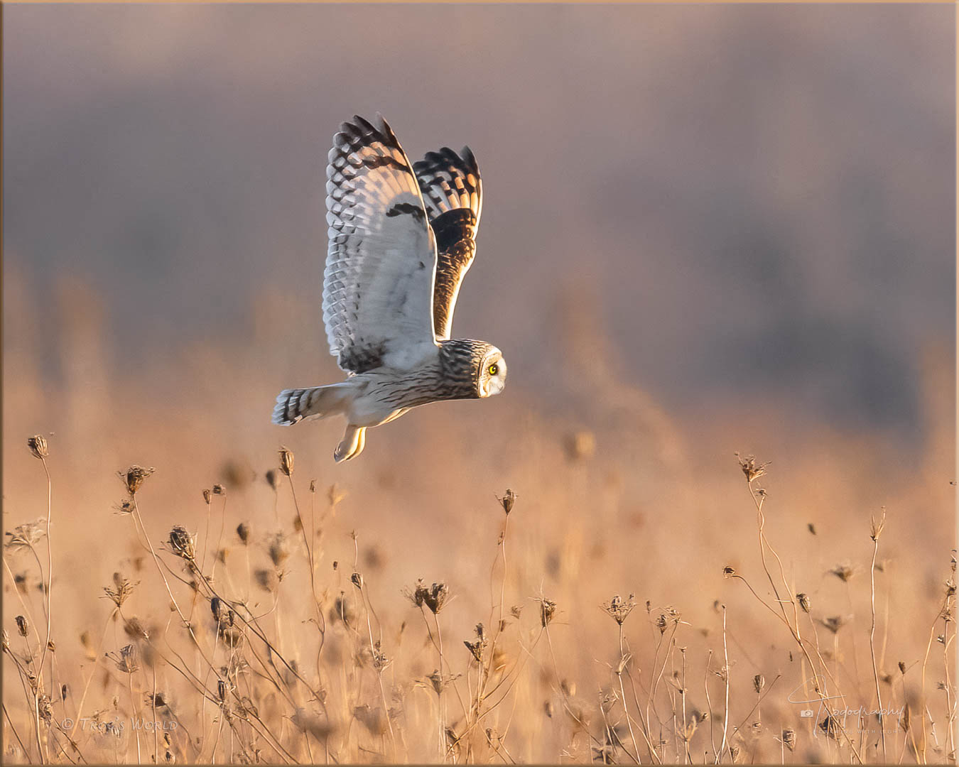 Short-eared owl on an evening flight over the prairie