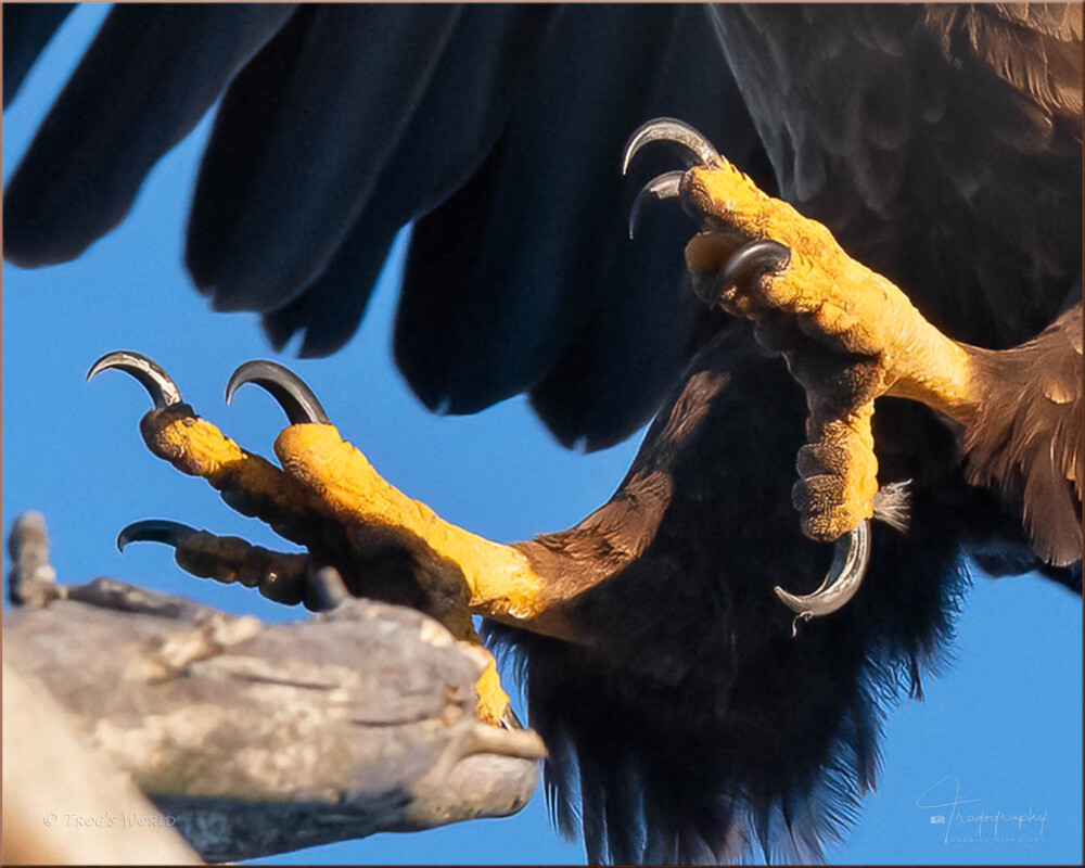 Talons Of An Eagle Trog s World talons-of-an-eagle-trog-s-world