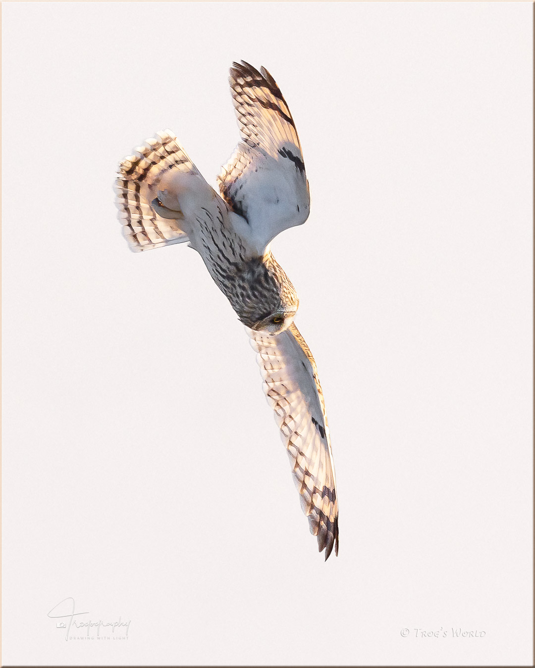 Short-eared Owl dives for a vole