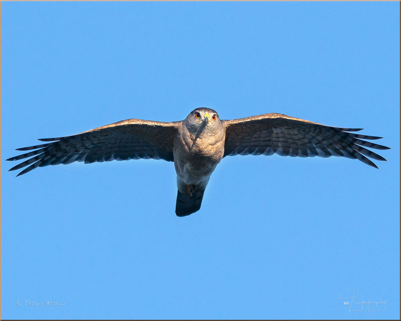 Cooper's Hawk in flight toward the sun