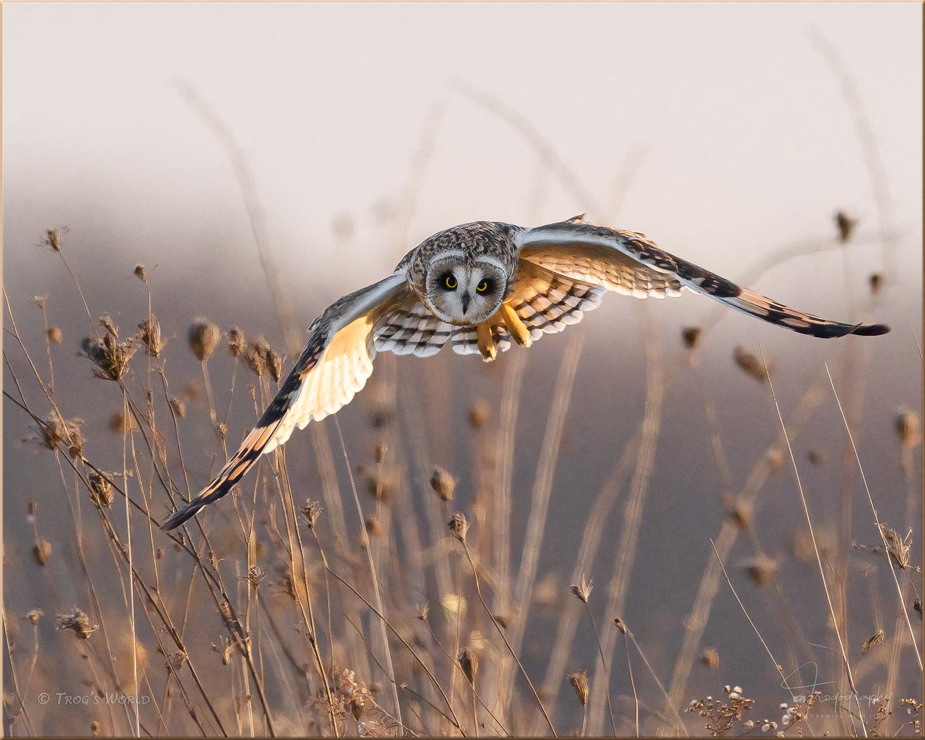 Short-eared Owl hunting low in the prairie