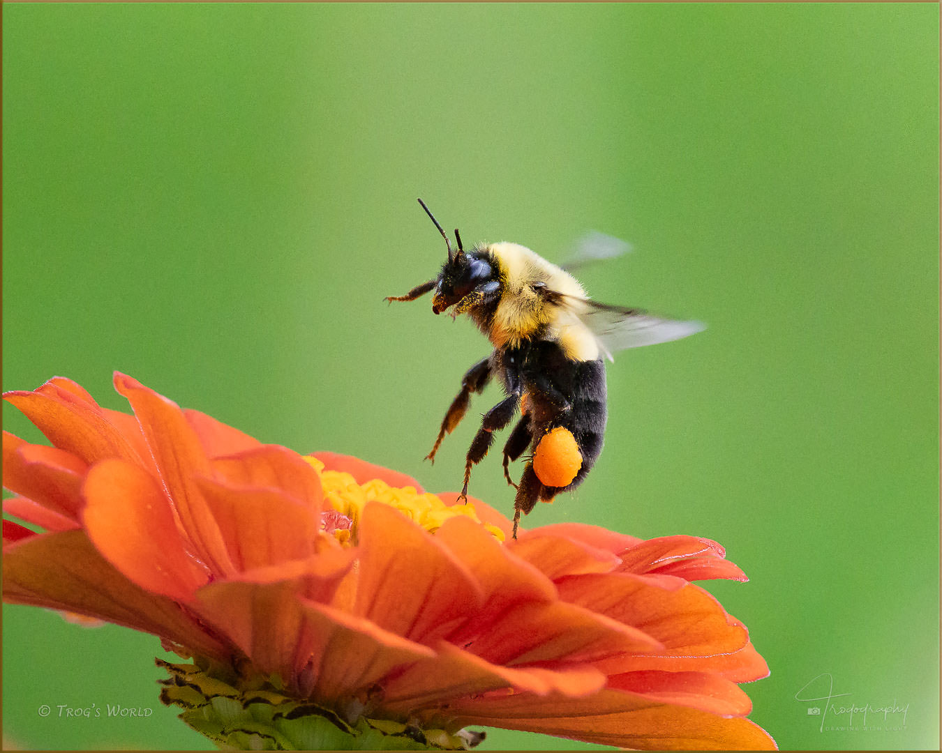 Bumblebee in flight with a pollen sac