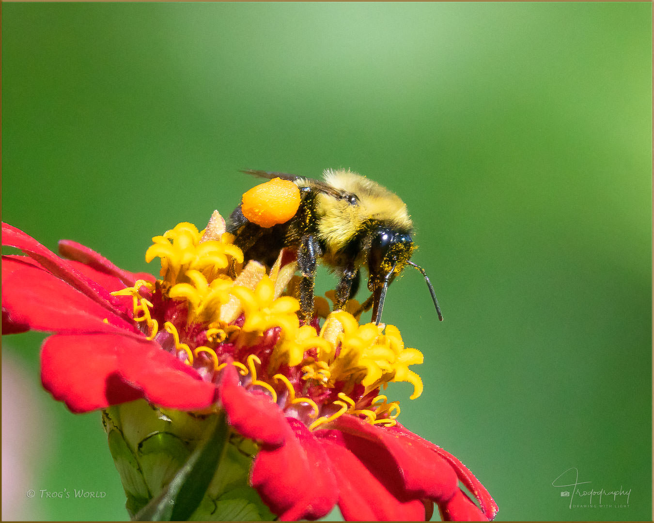 Bumblebee on a flower with a pollen sac