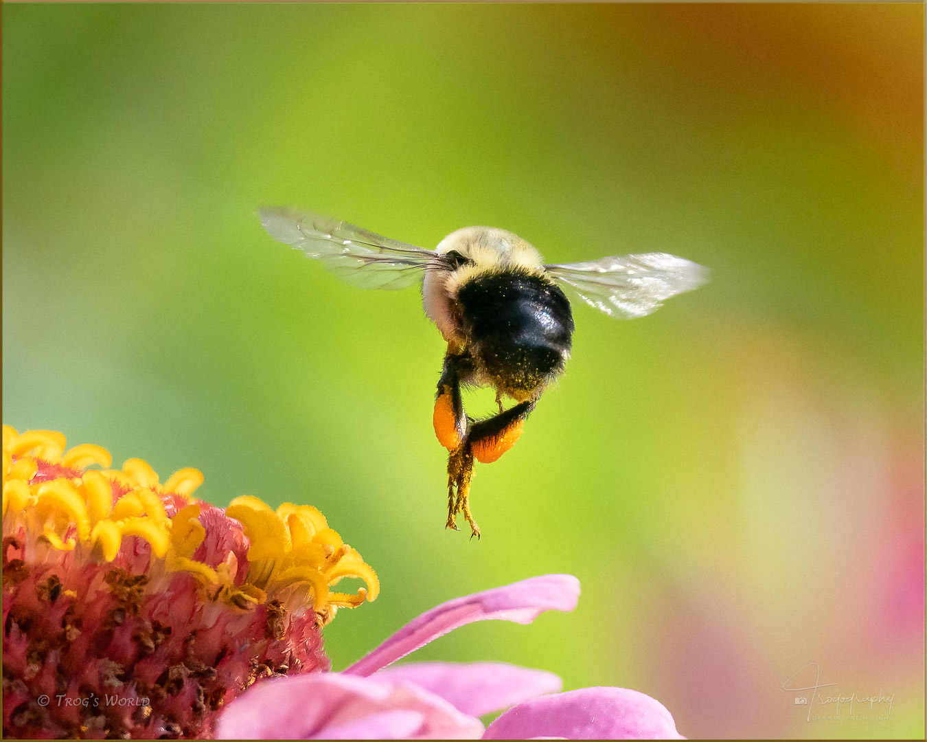 Bumblebee in flight with a pollen sac