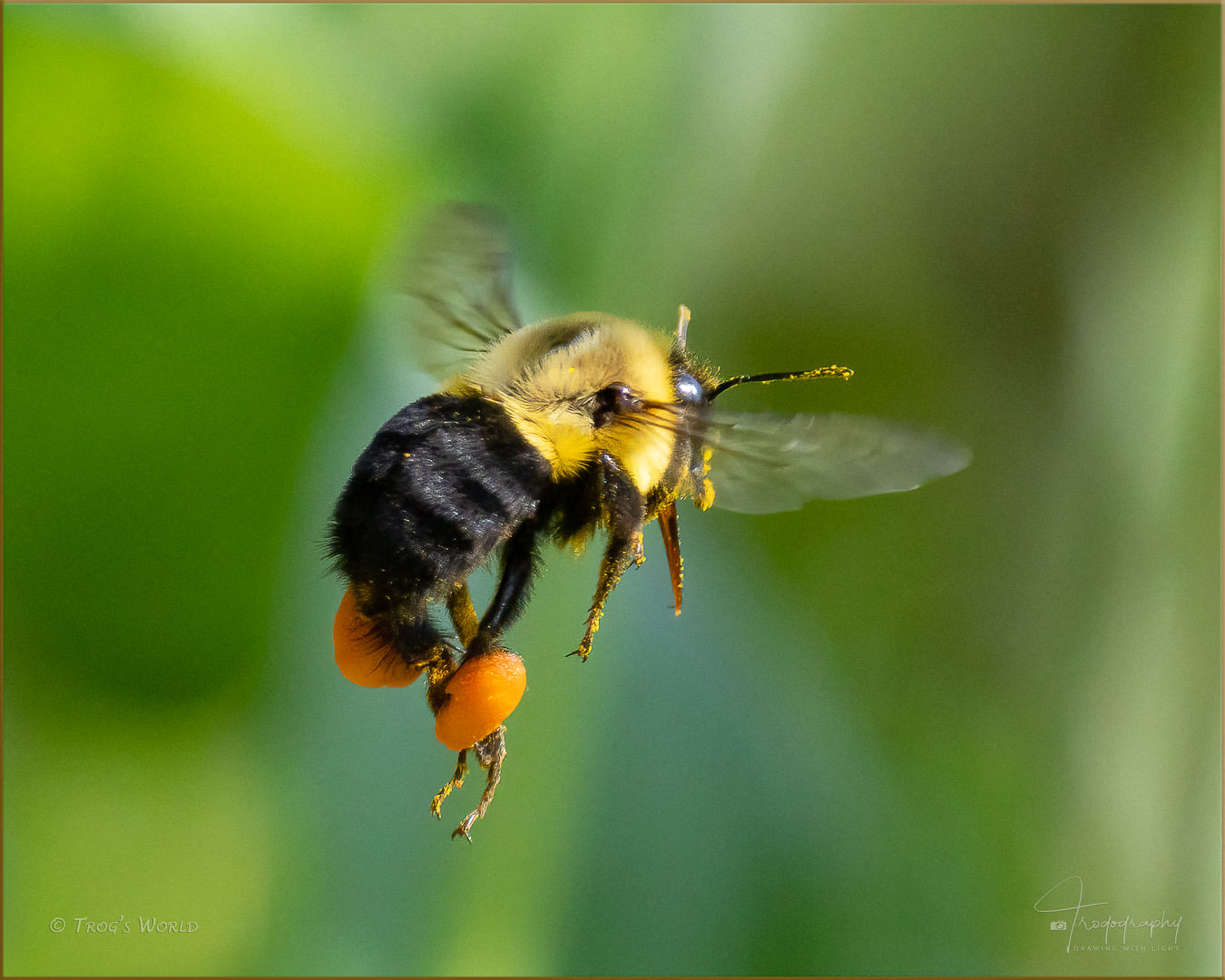 Bumblebee in flight with a pollen sac