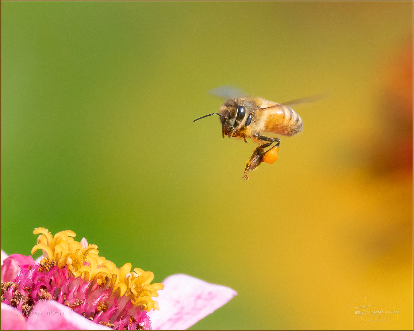 Honey Bee in flight with a pollen sac