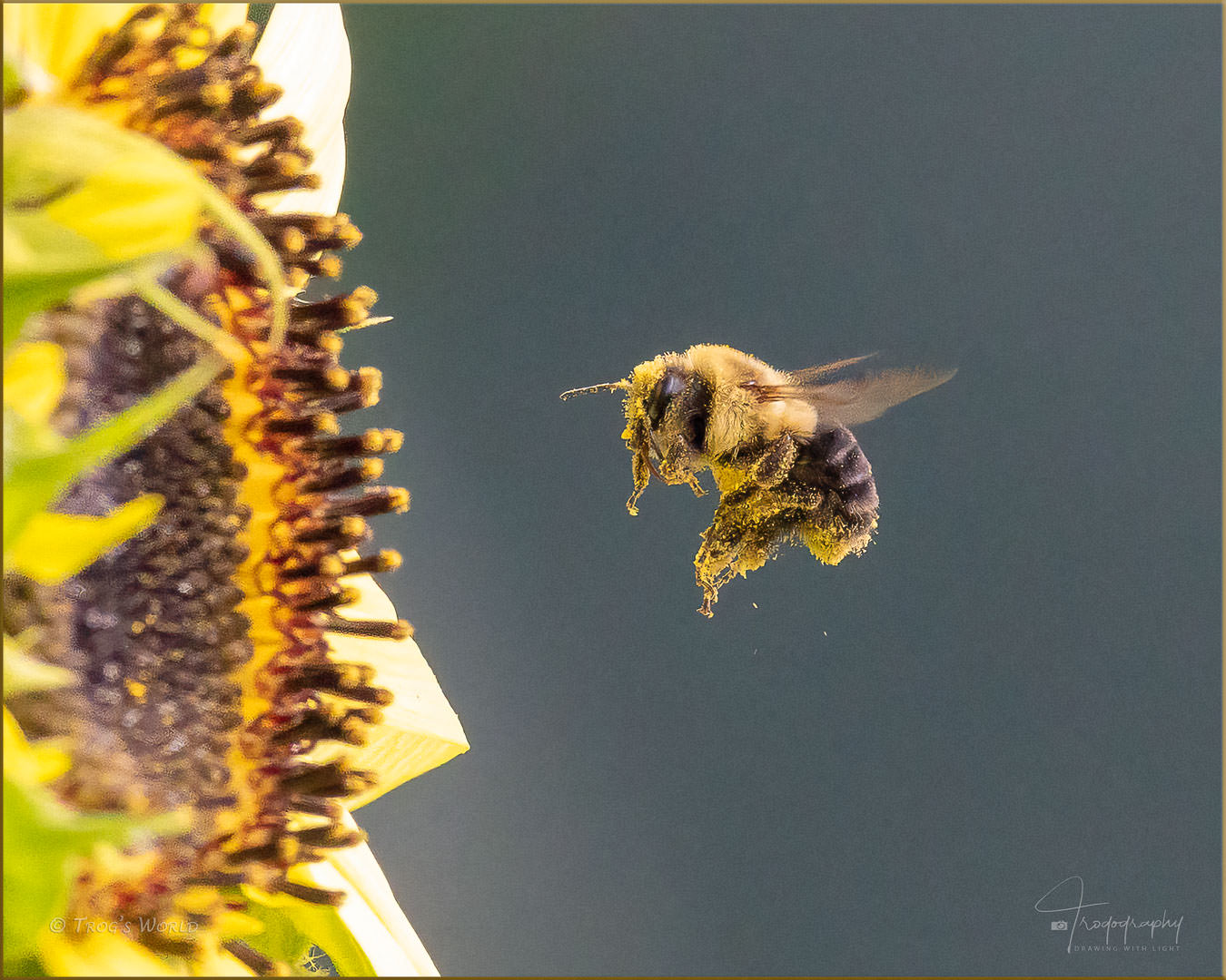 Bumblebee in flight with pollen