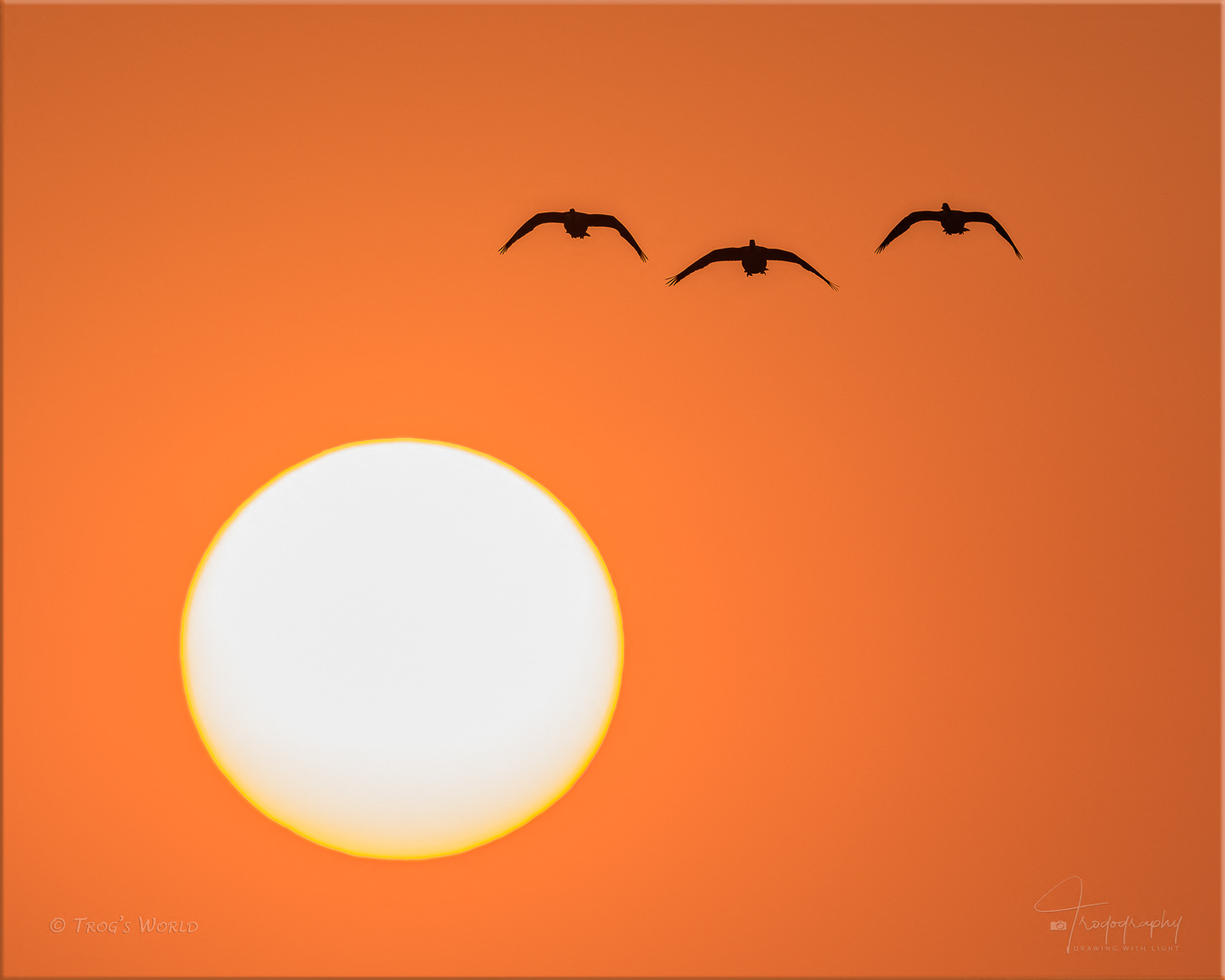 Three Canada Geese flying with the sun