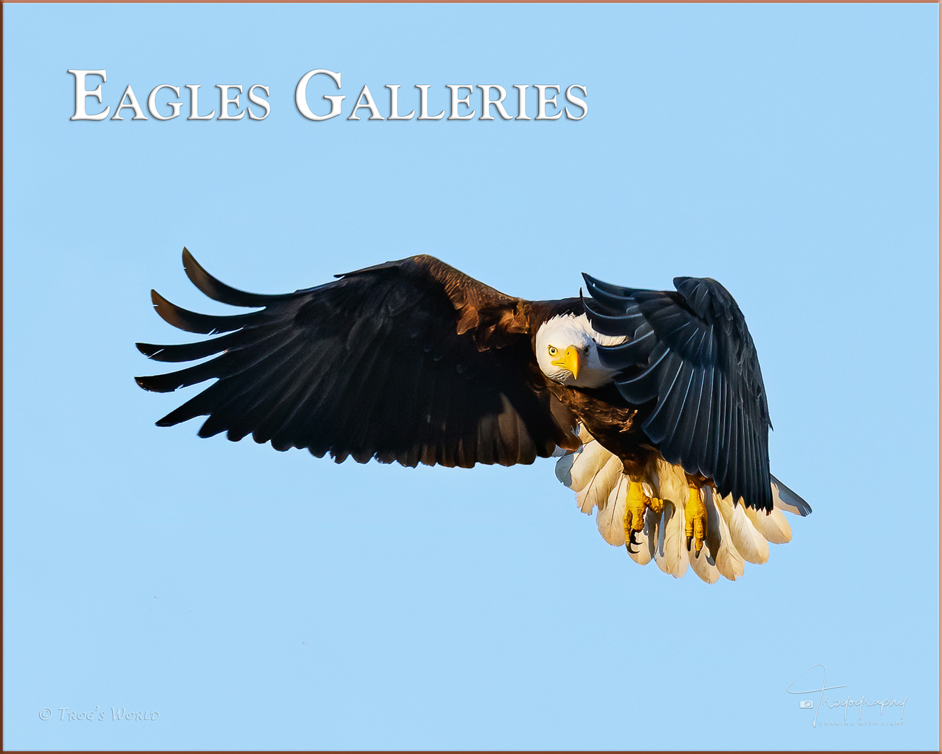 Bald Eagle in flight giving the stare