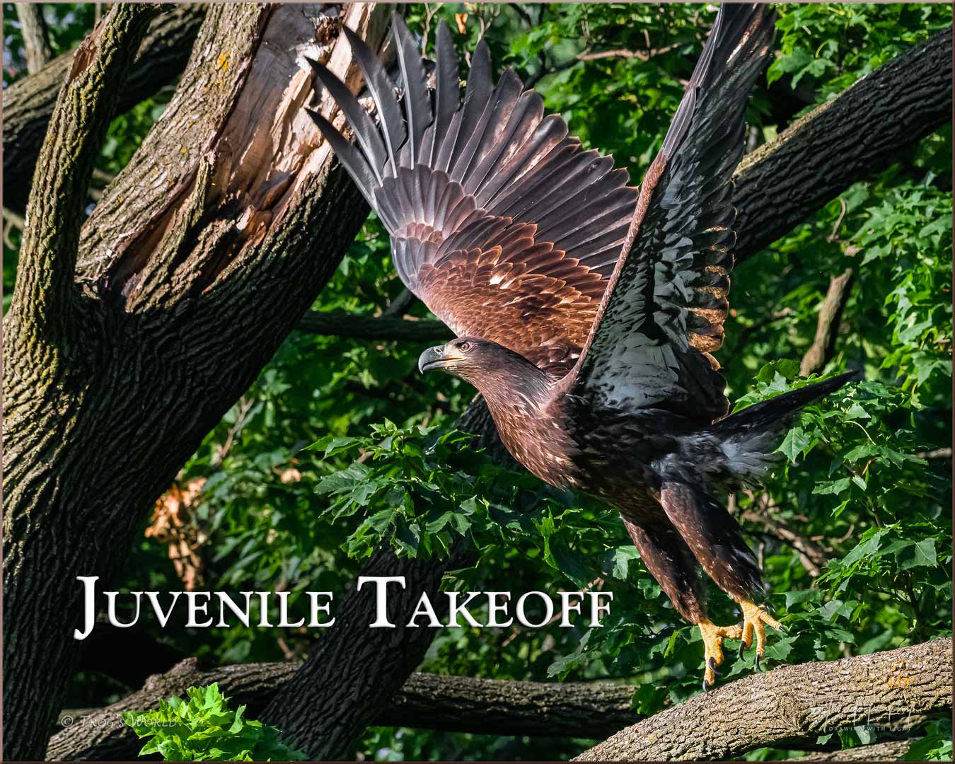 Juvenile Eagle taking off from a branch