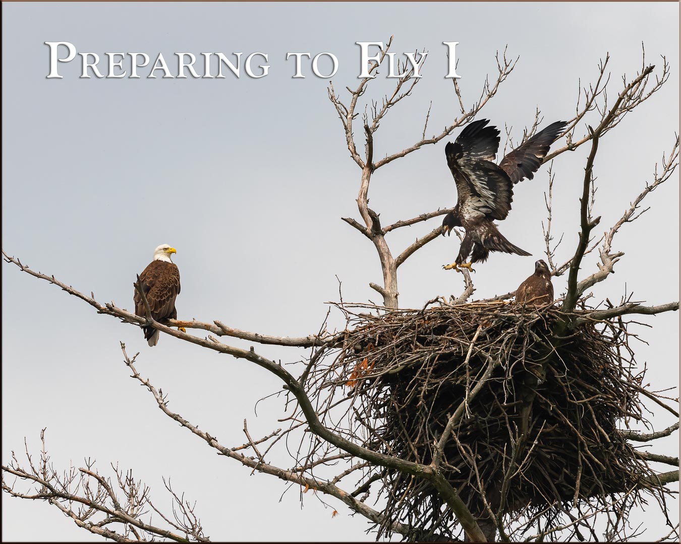 Mama Eagle watches her eaglet