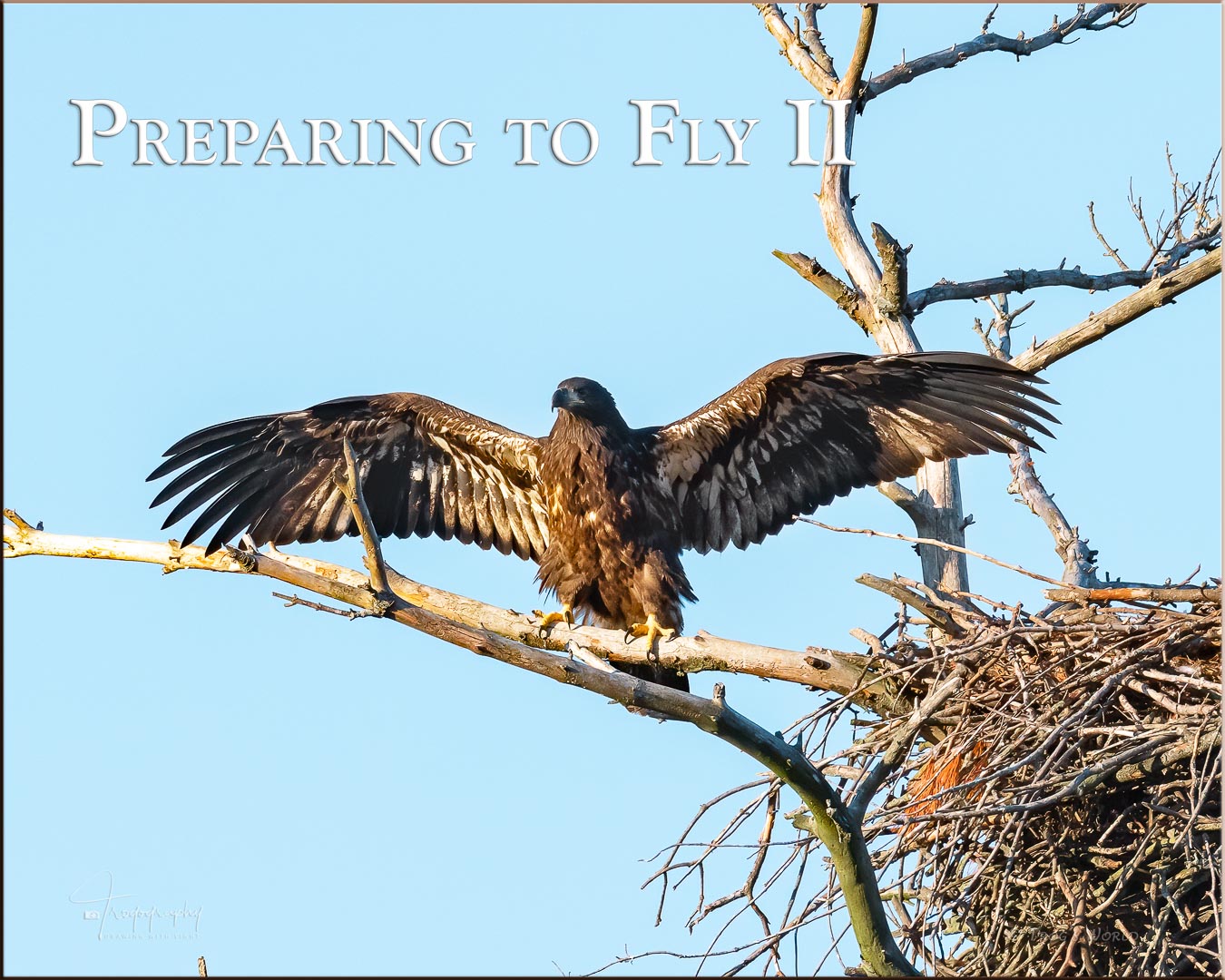 Eagle branching and preparing to fly