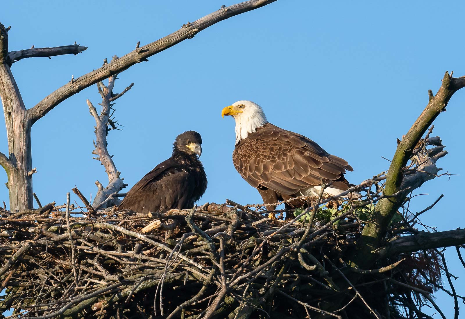 Mama Eagle and her eaglet
