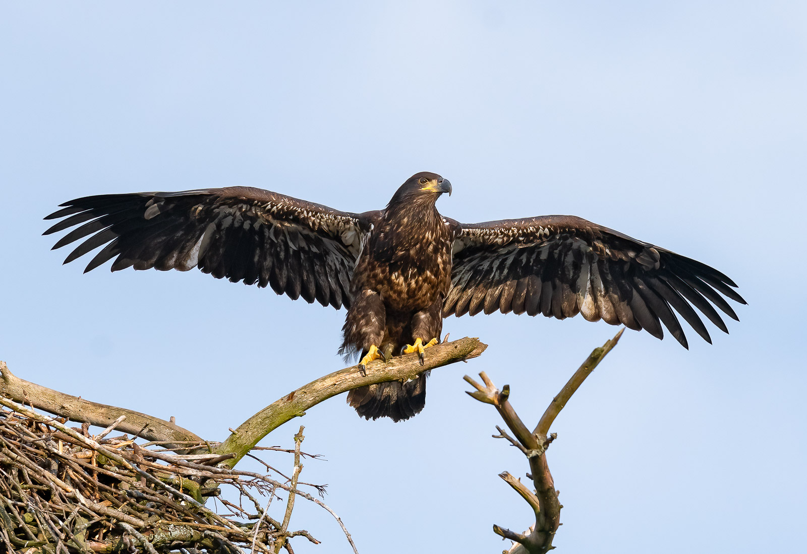Eaglet spreading its wing preparing to fledge