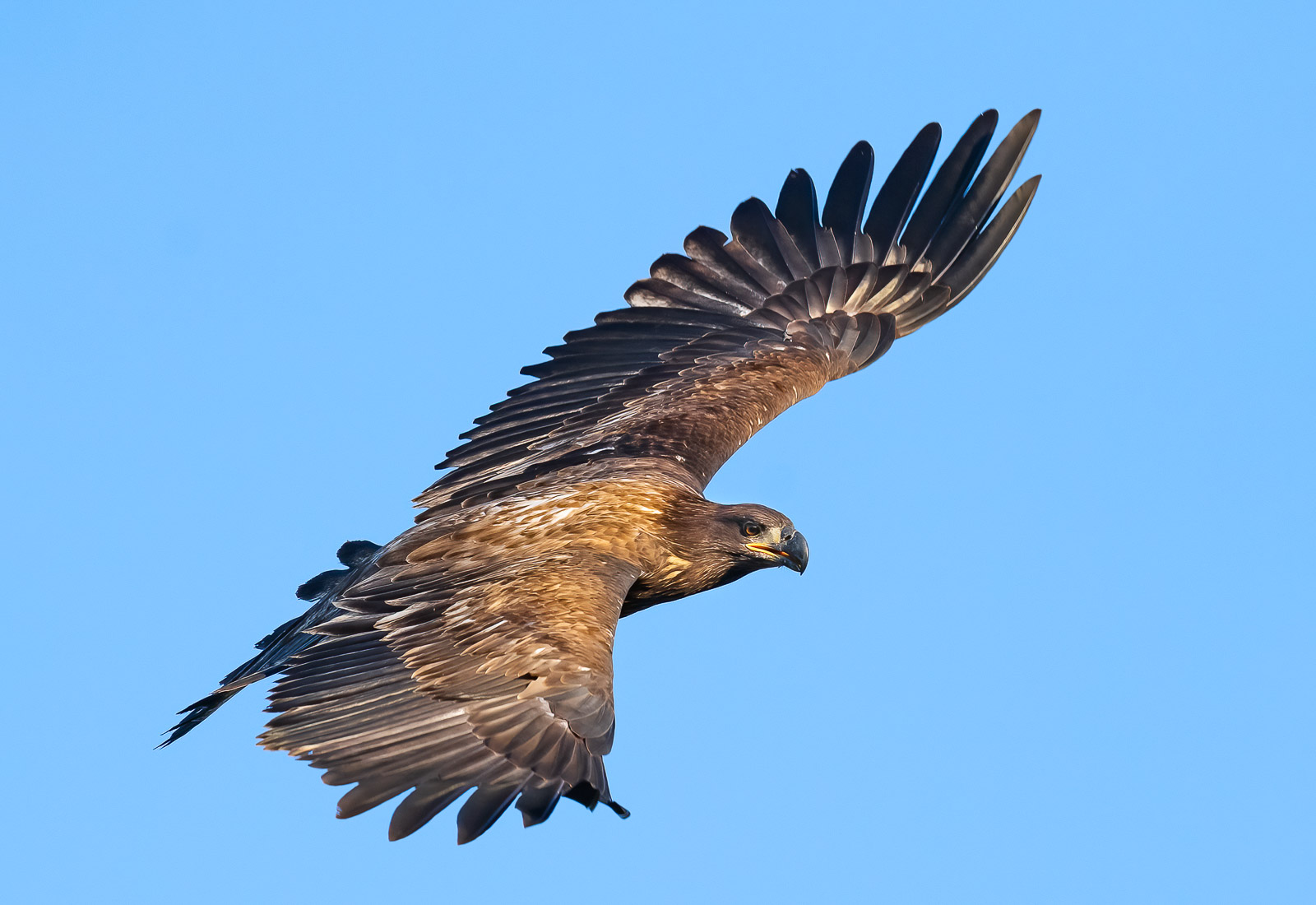 Juvenile Bald Eagle in flight