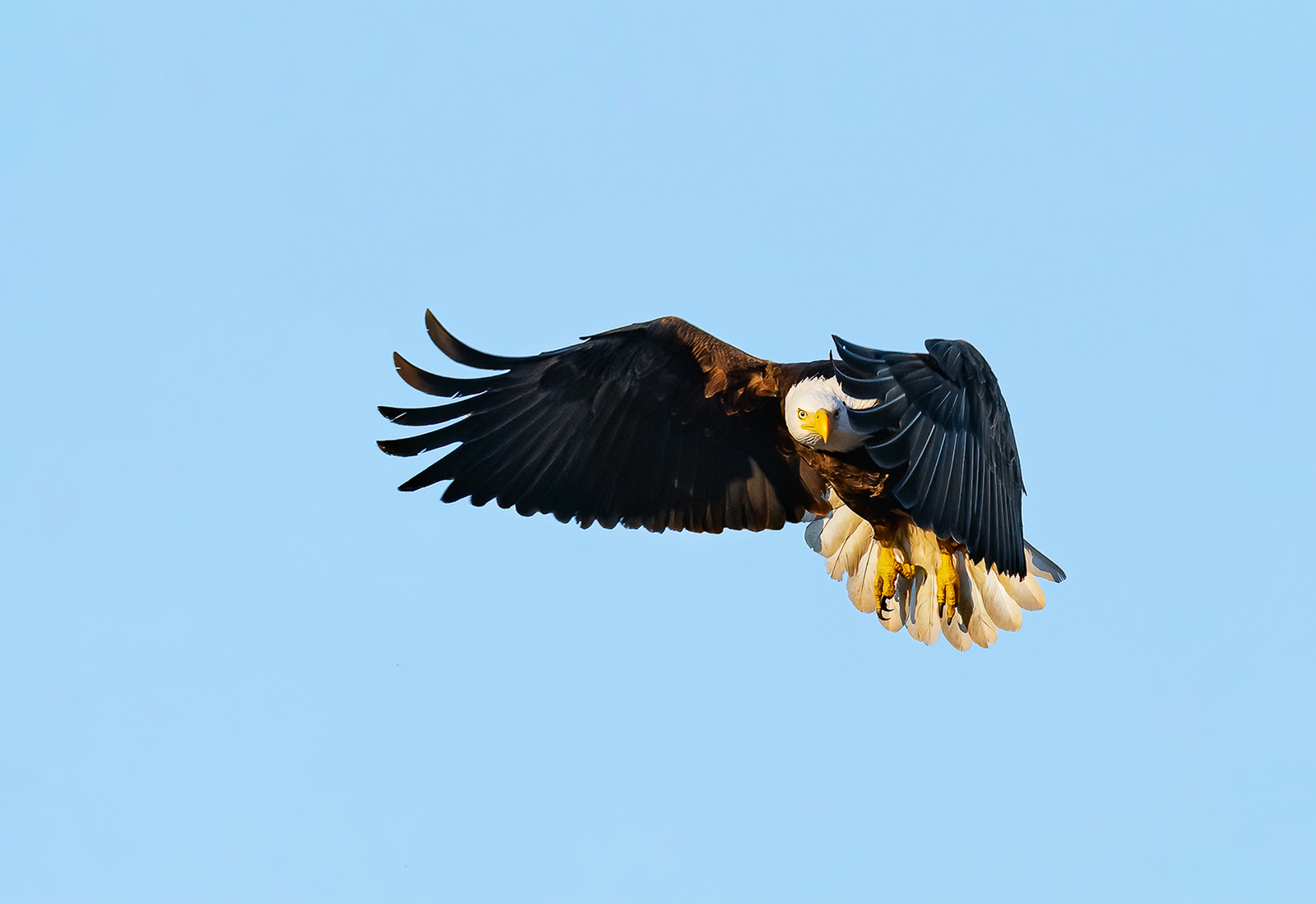 Bald Eagle in Flight