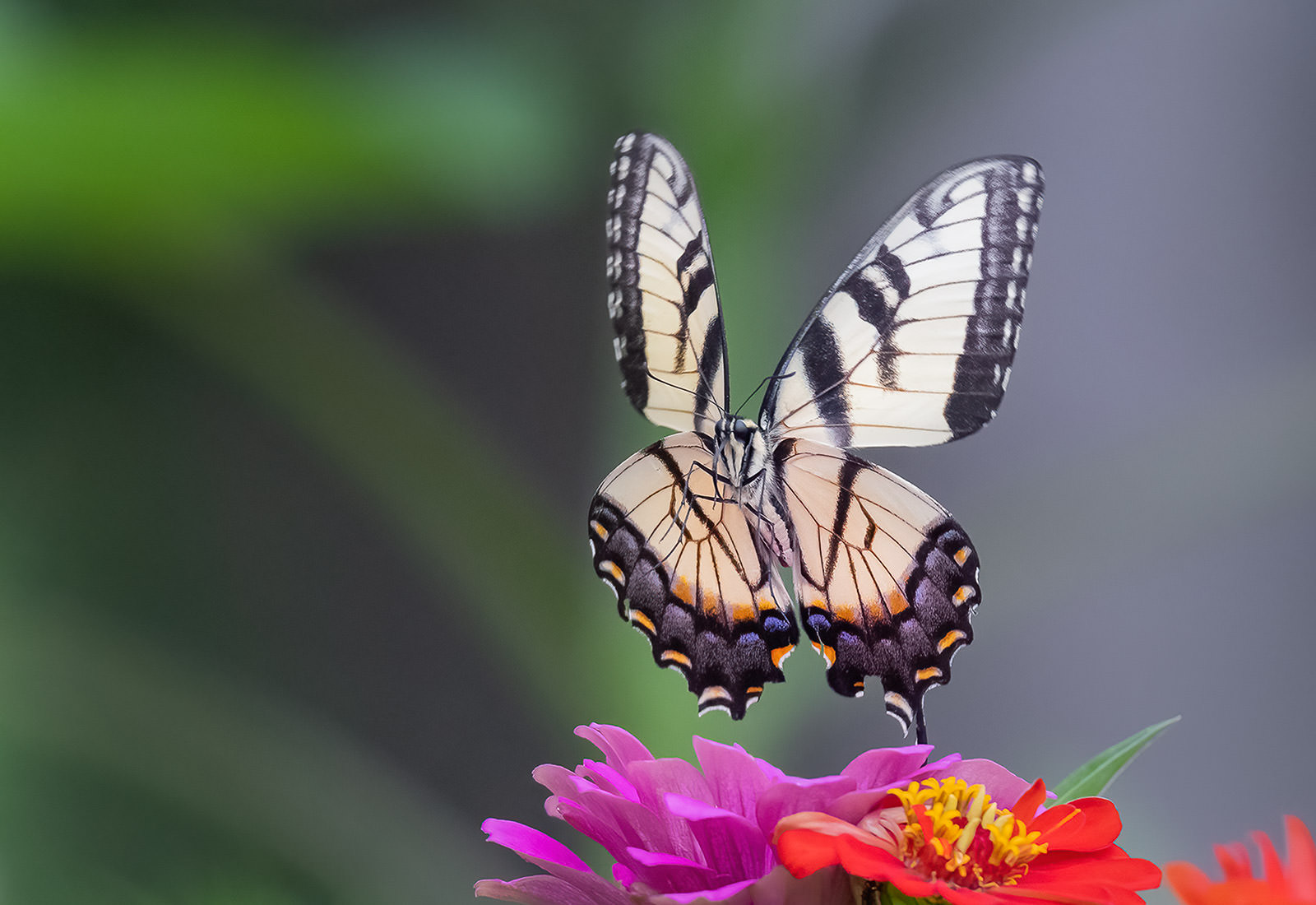 Eastern Tiger Swallowtail butterfly