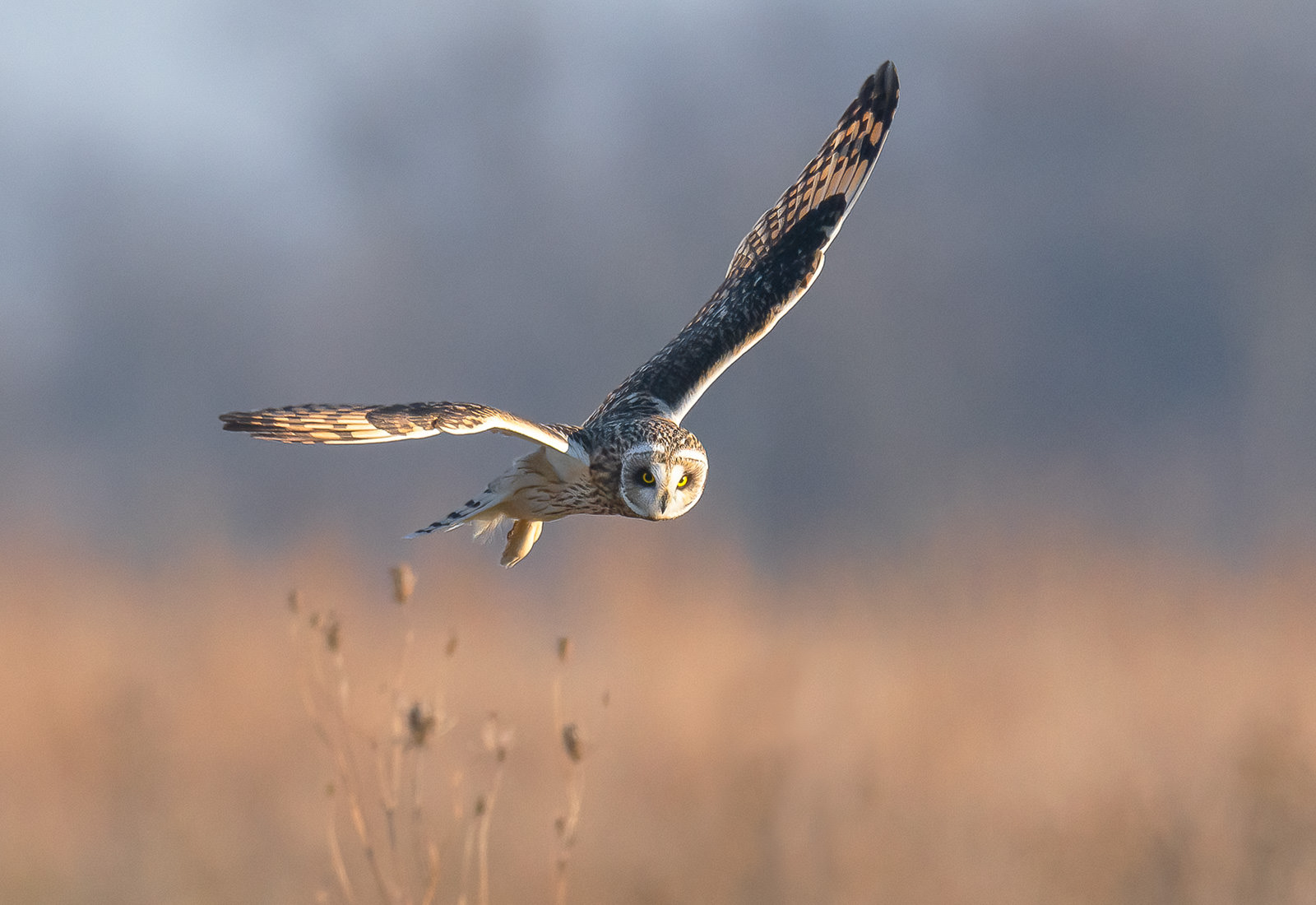 Short-eared Owl on the hunt for voles