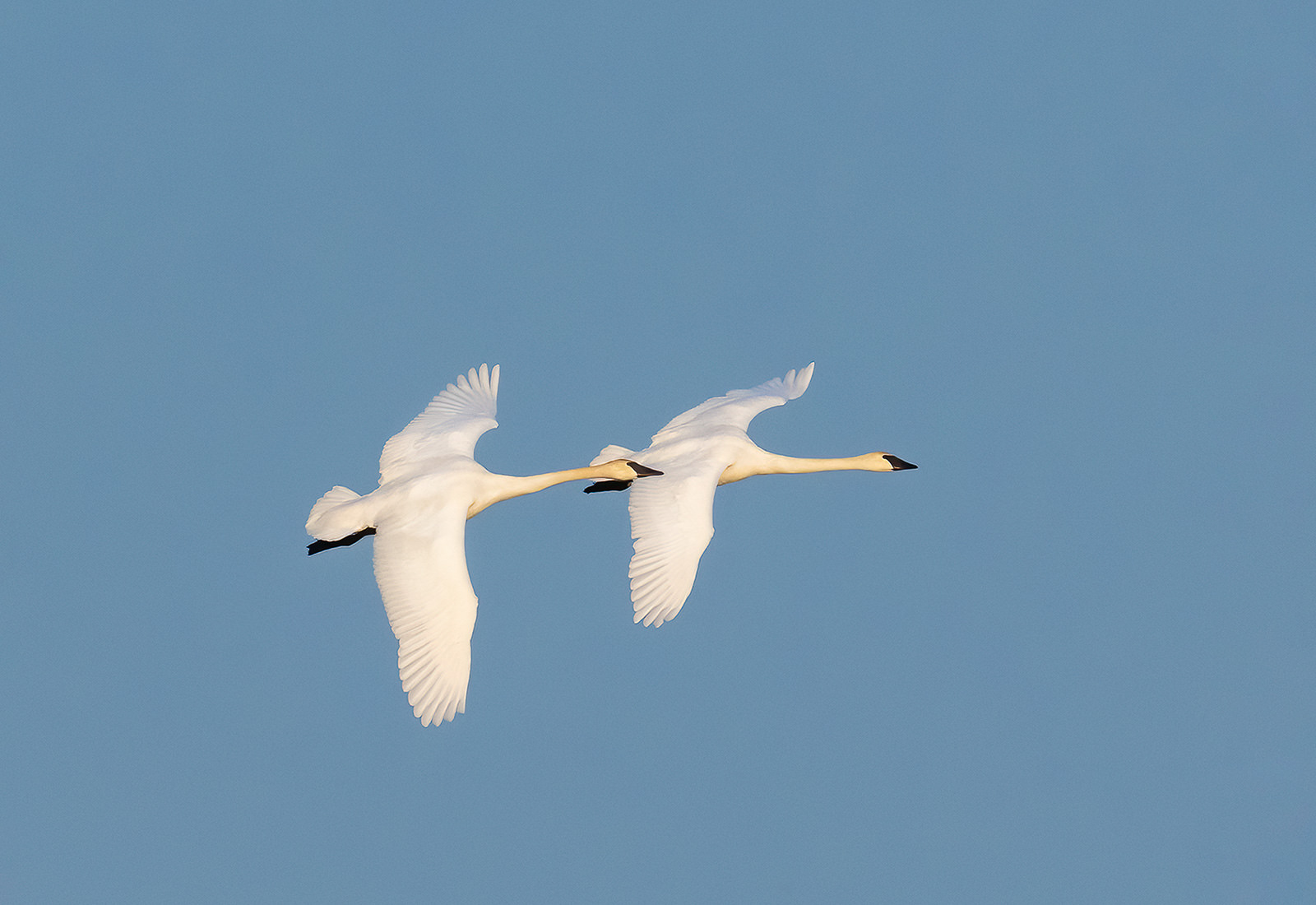 Trumpeter Swans in Flight